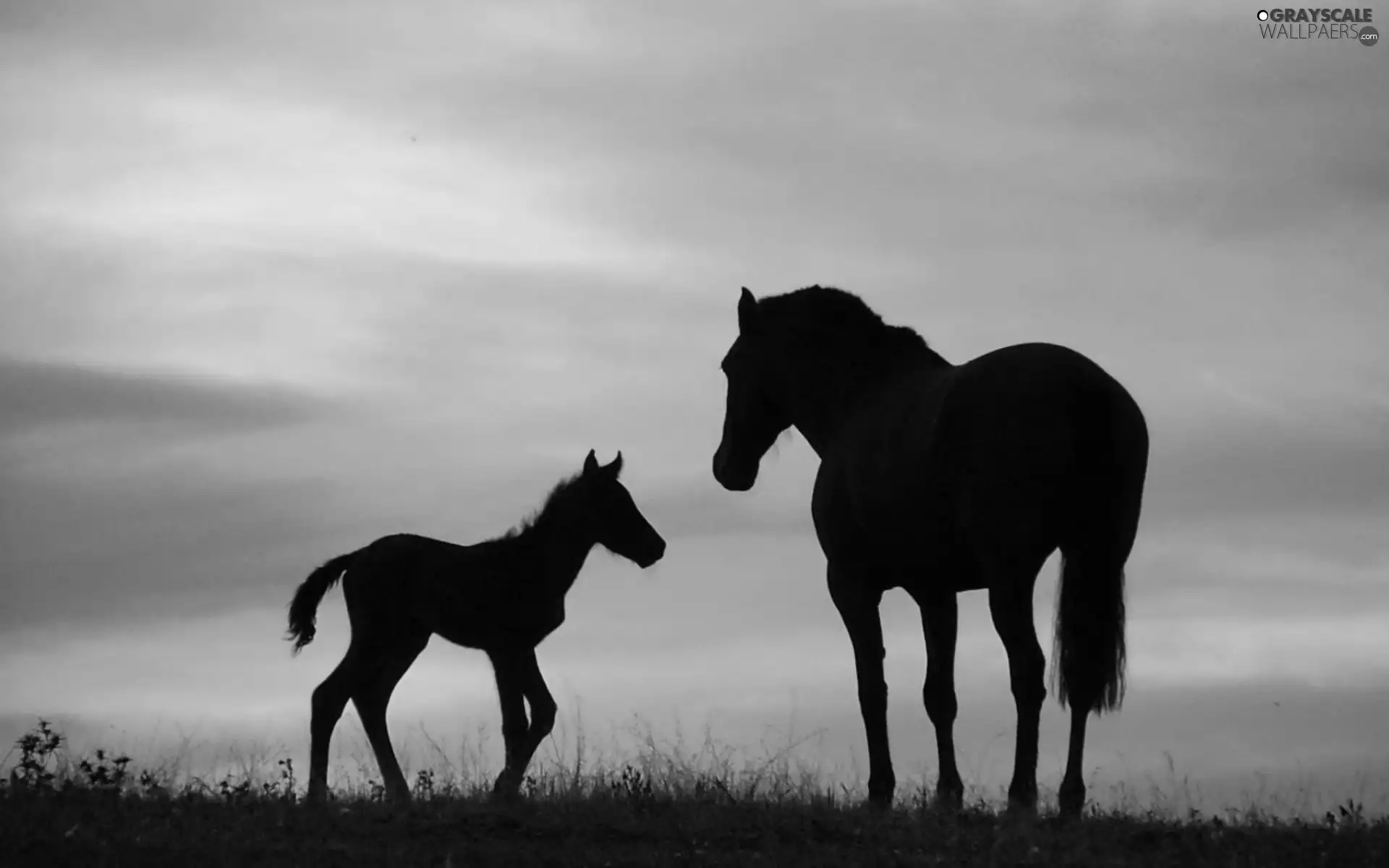 Horse, west, sun, Colt