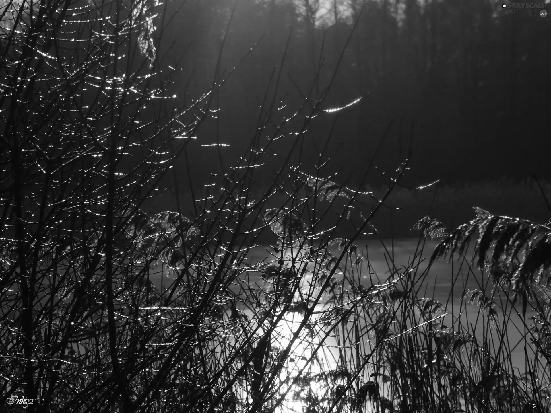 icy, west, sun, Twigs