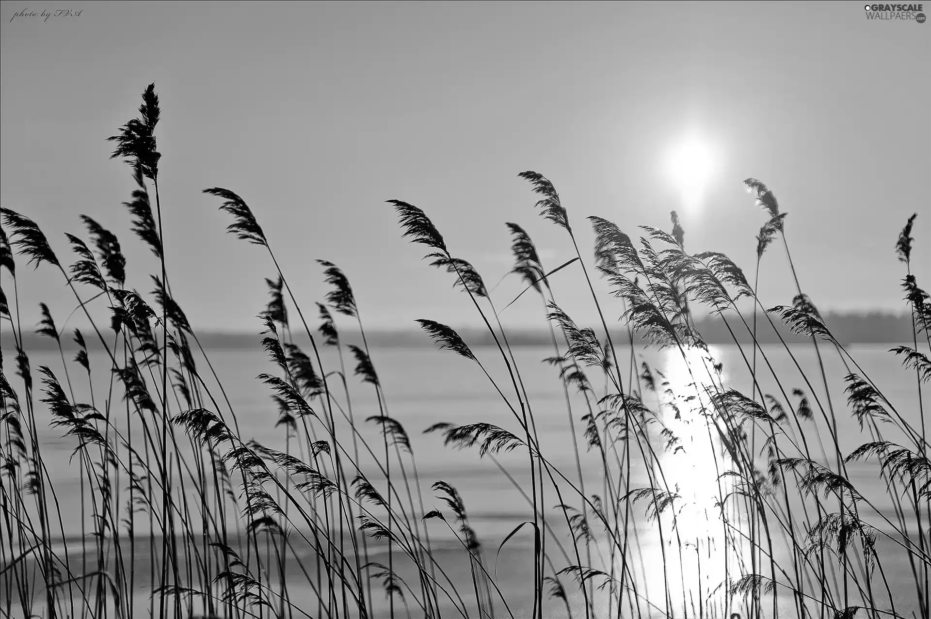 lake, rays, sun, grass