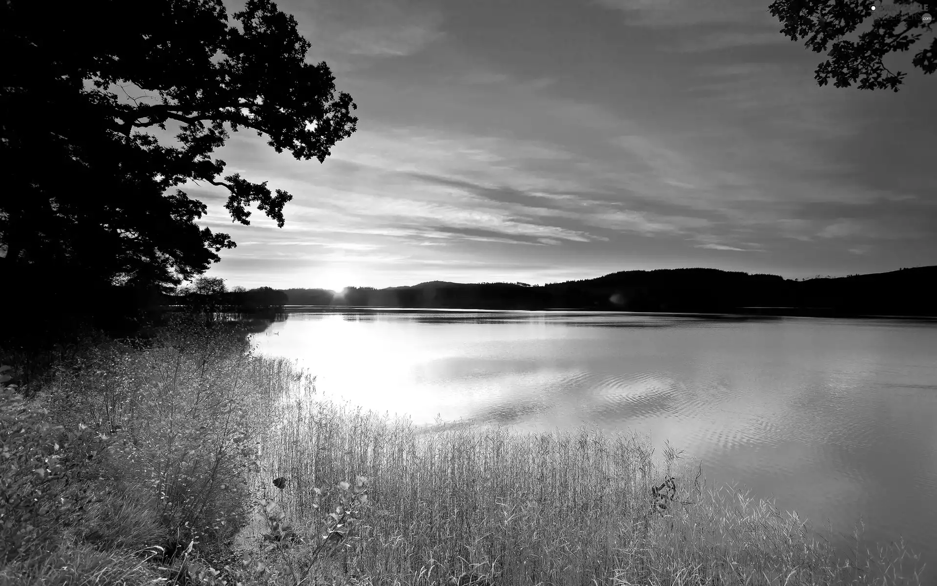 lake, west, sun, rushes