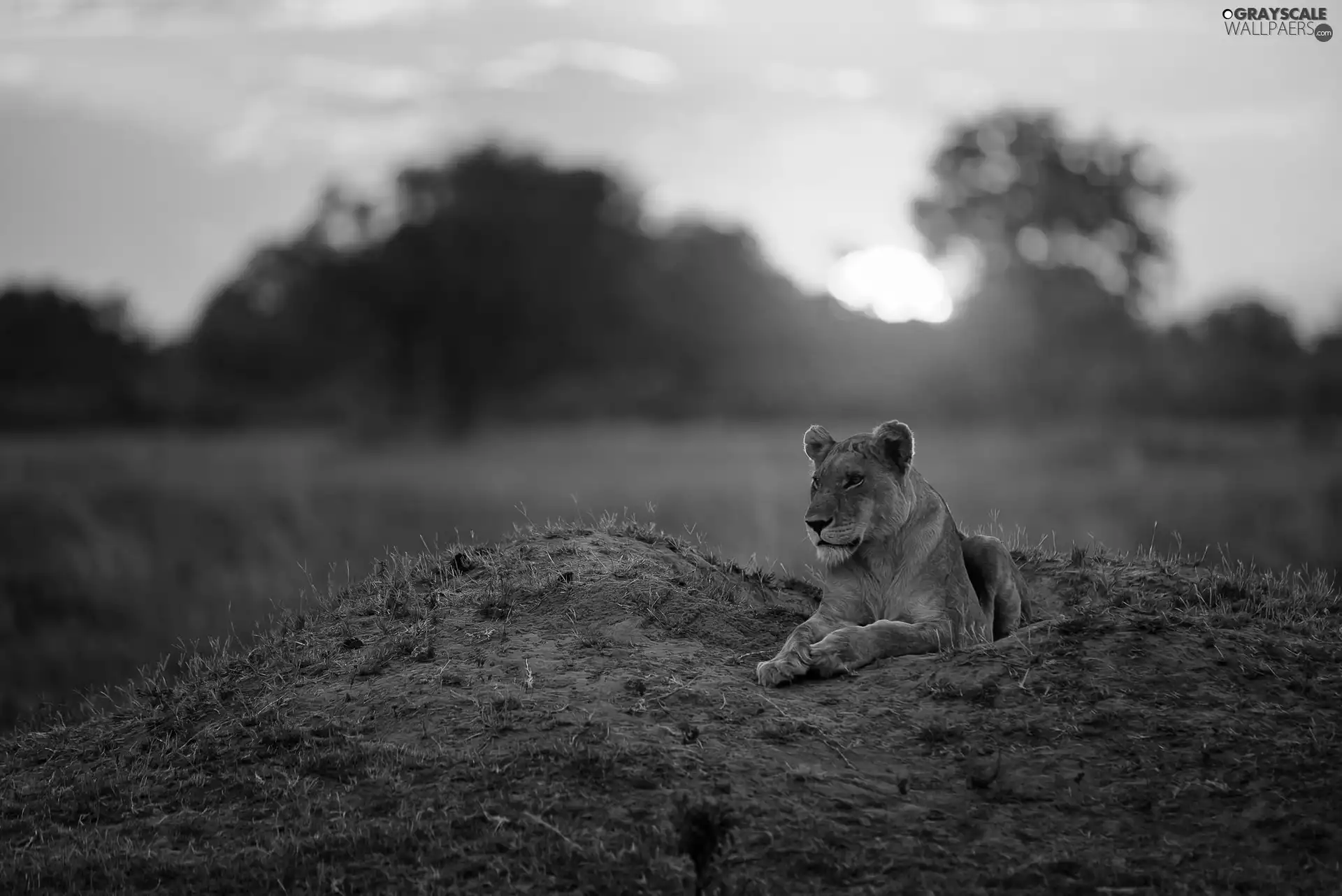 laying, west, sun, Lioness