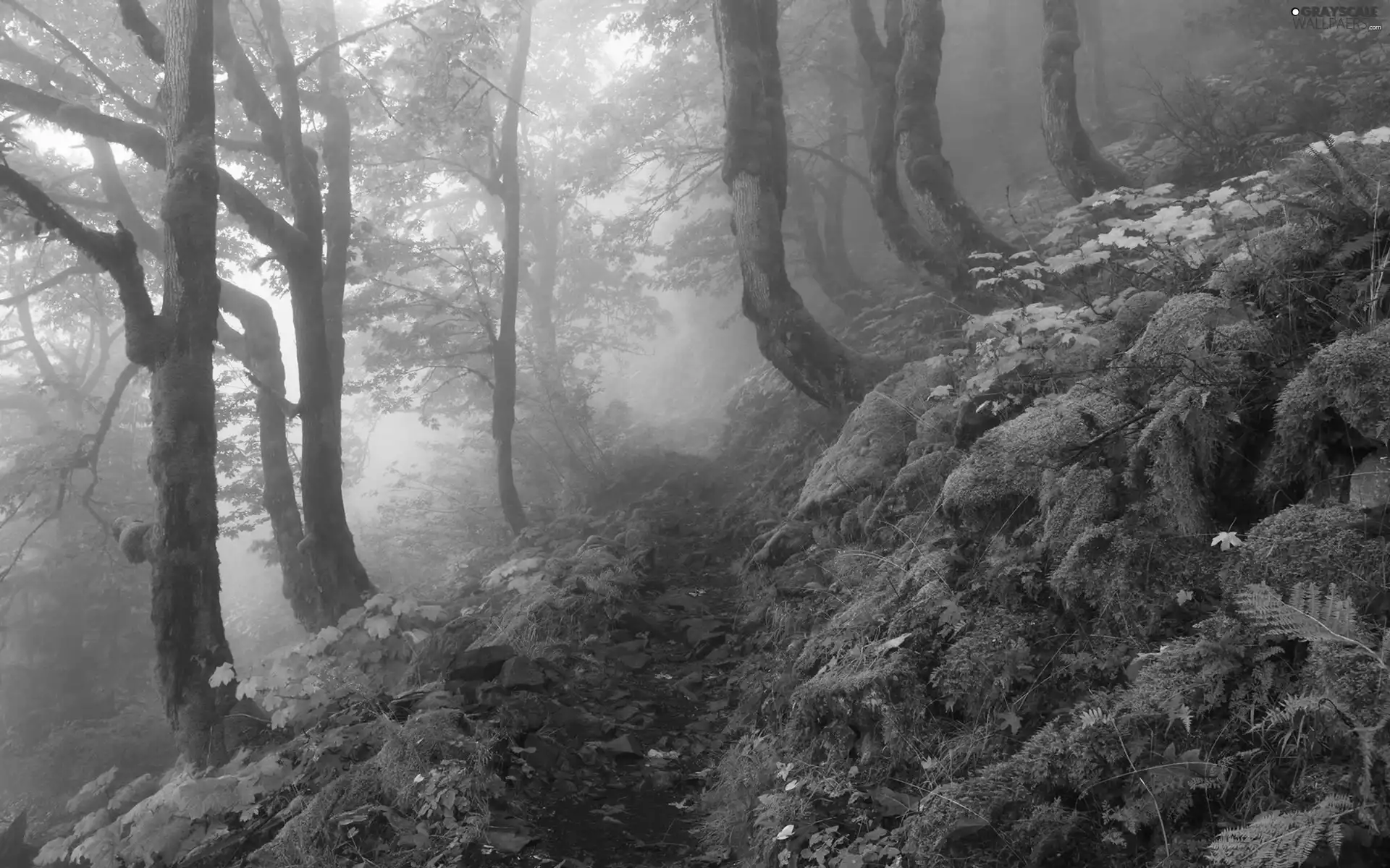 flash, sun, luminosity, Moss, Leaf, Path, ligh, forest, Fog, Przebijające, viewes, trees