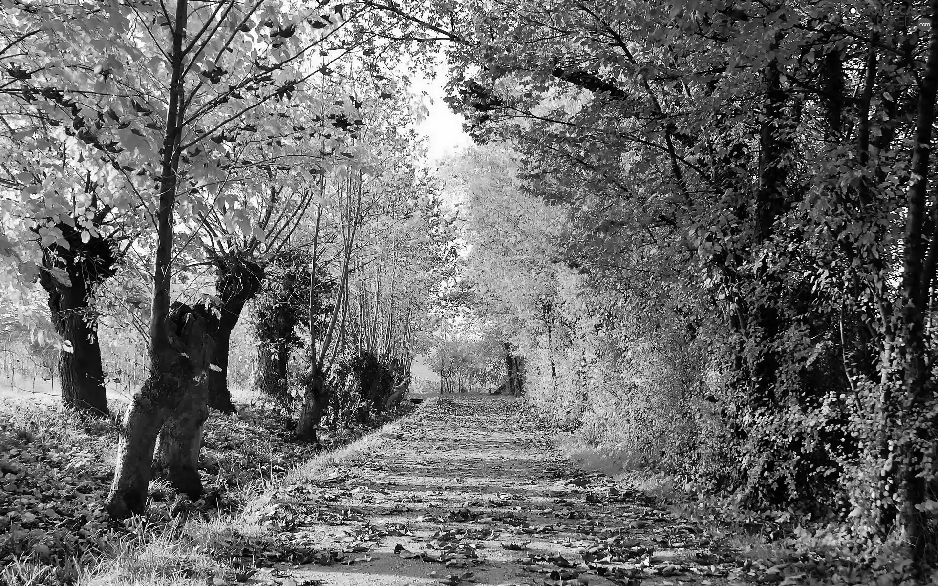 viewes, autumn, Leaf, fallen, sun, shadow, luminosity, trees, Way, flash, ligh