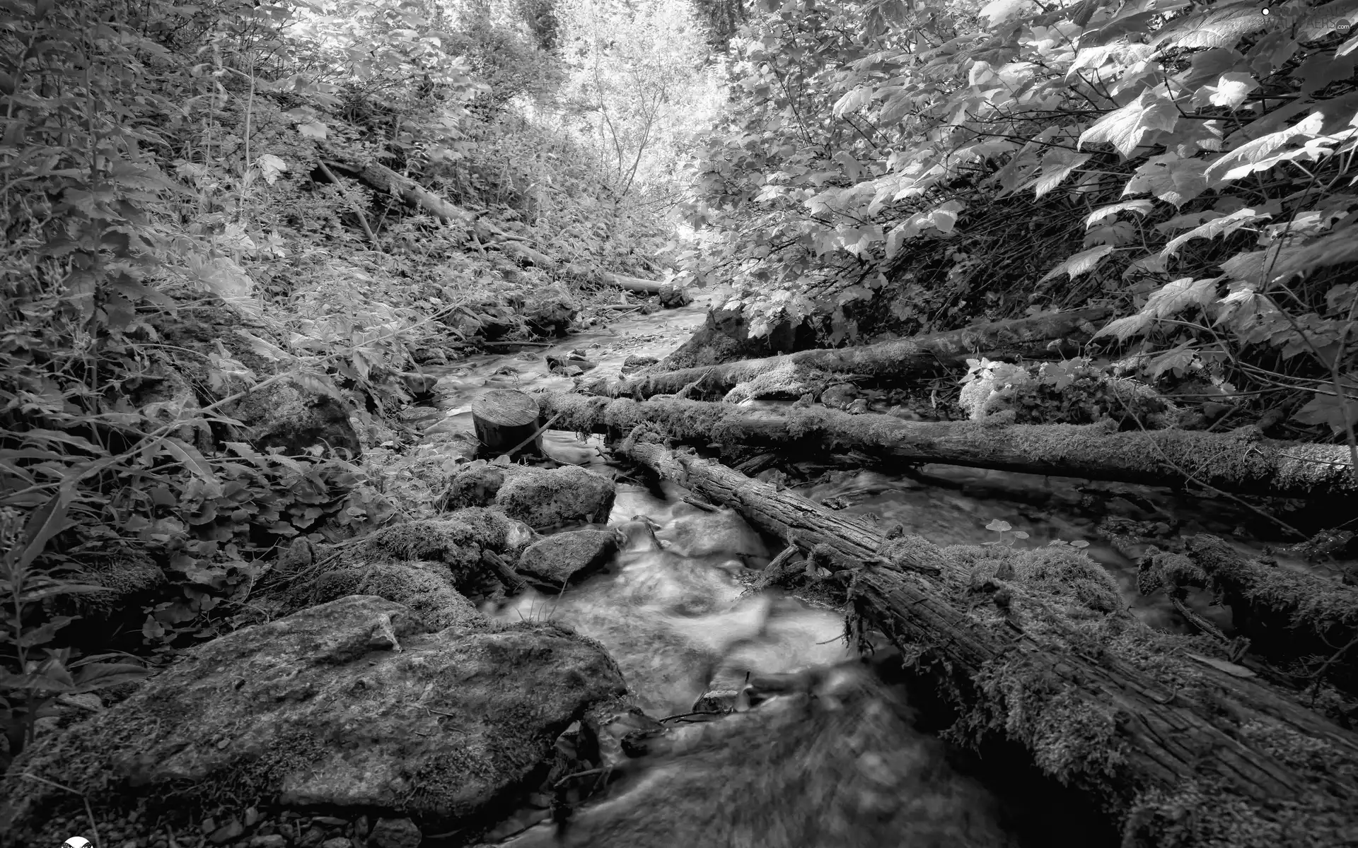 trees, stream, Przebijające, viewes, sun, Spring, luminosity, Stones, mountainous, flash, ligh