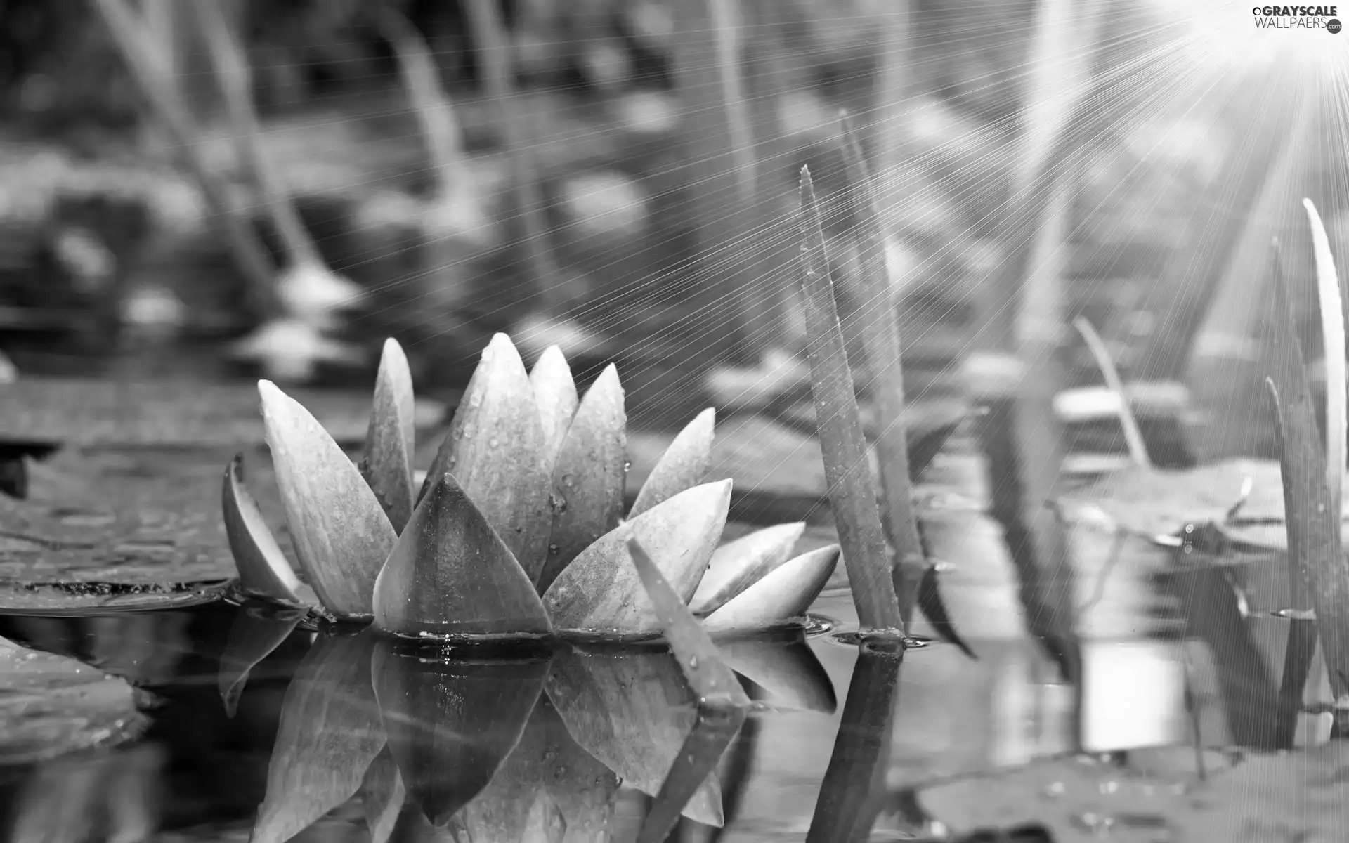 Lily, rays, sun, water