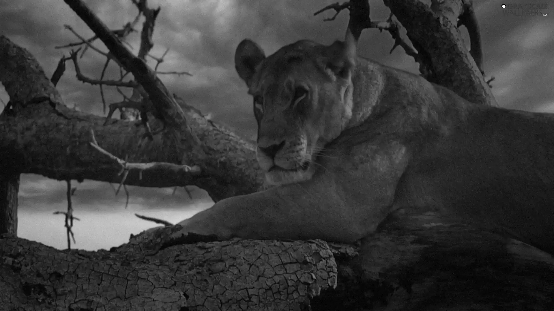Lioness, west, sun, trees