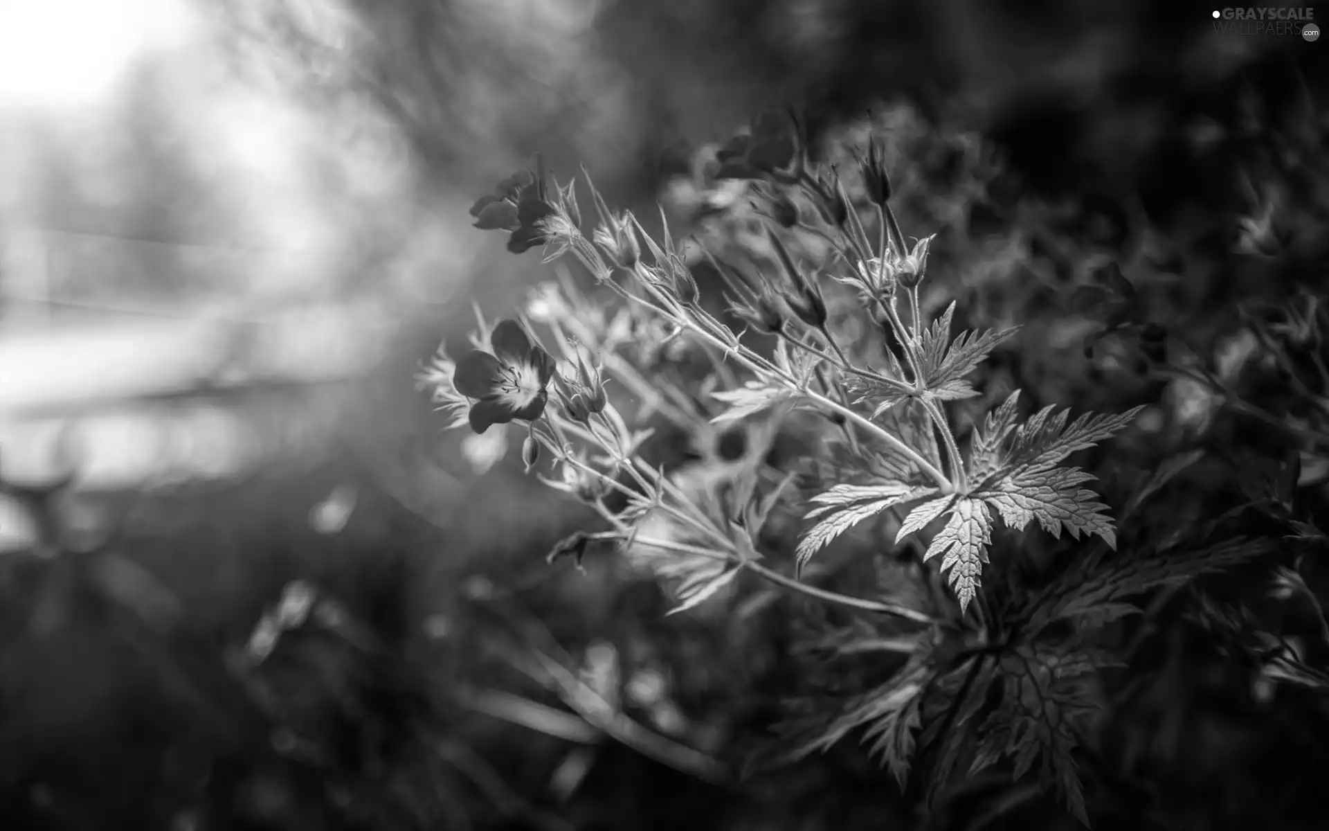 ligh, Flowers, flash, Leaf, purple, sun, luminosity