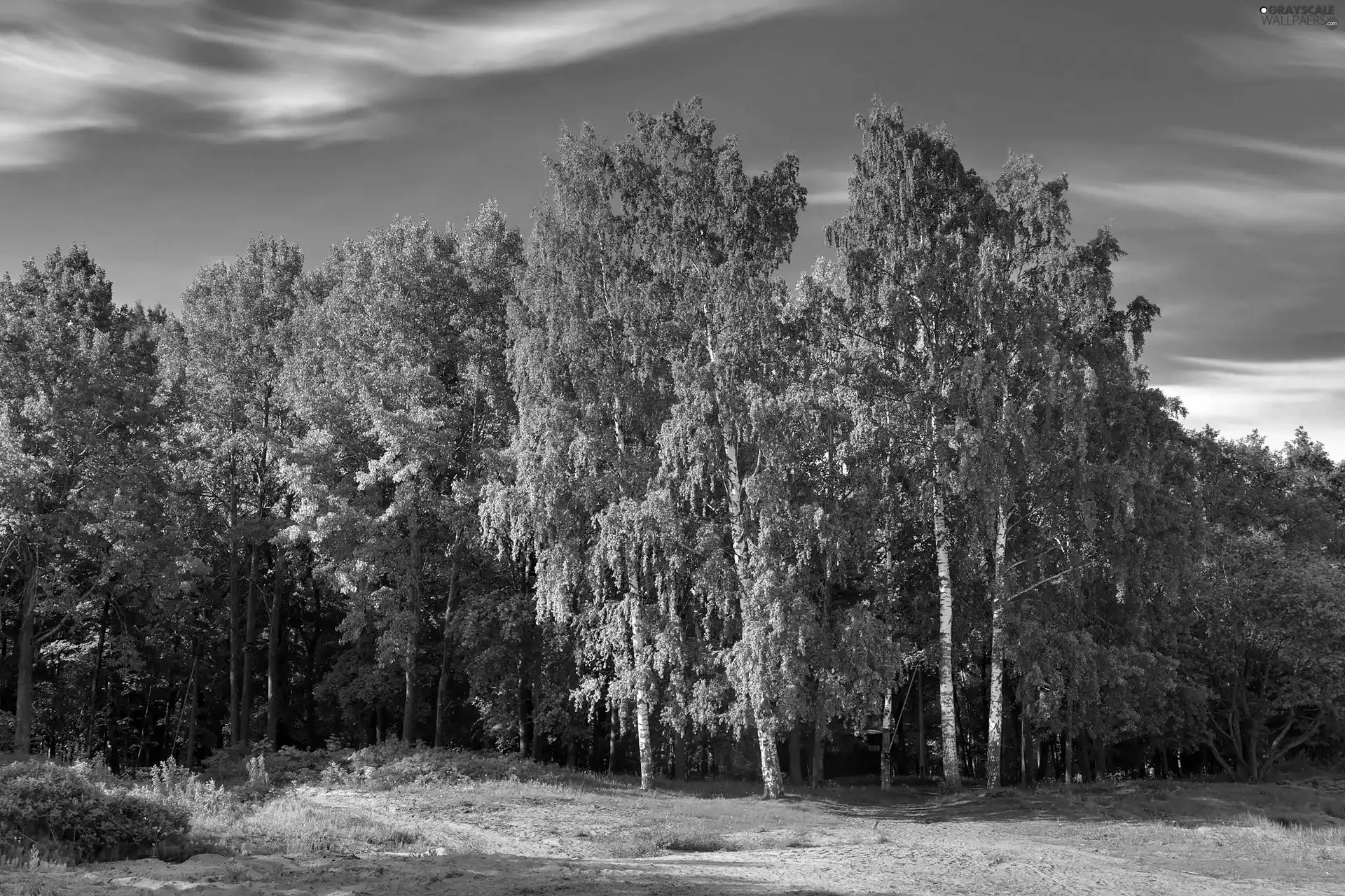 sun, Birch Wood, luminosity, shadow, flash, ligh