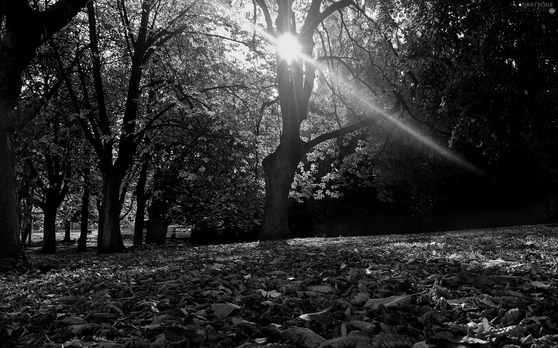 ligh, forest, flash, Przebijające, autumn, sun, luminosity