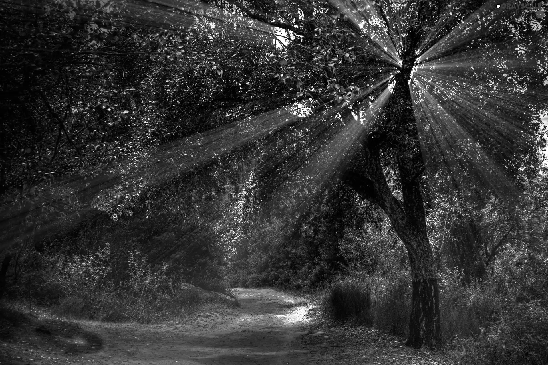 ligh, autumn, flash, Przebijające, forest, sun, luminosity