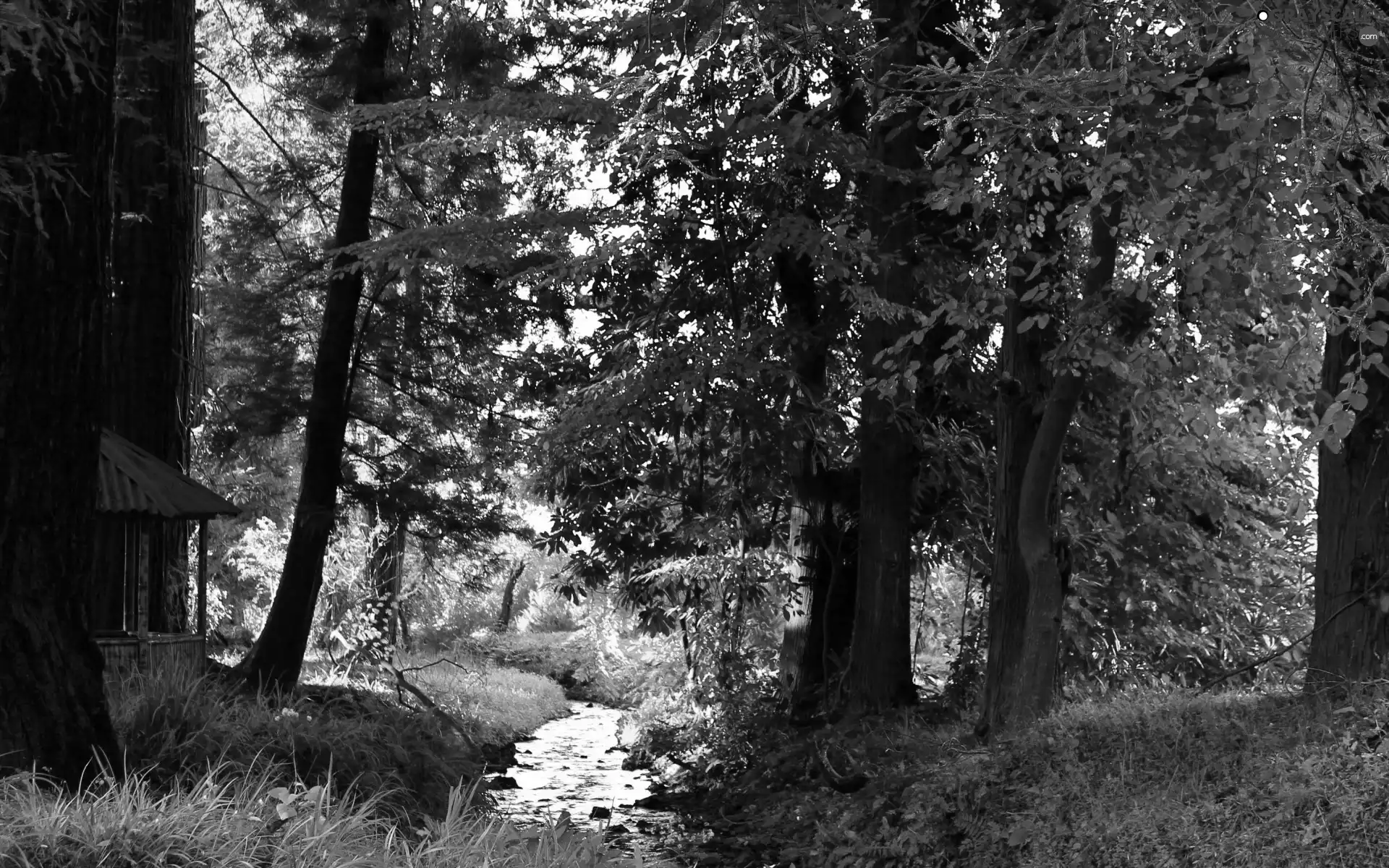 ligh, brook, flash, Przebijające, forest, sun, luminosity