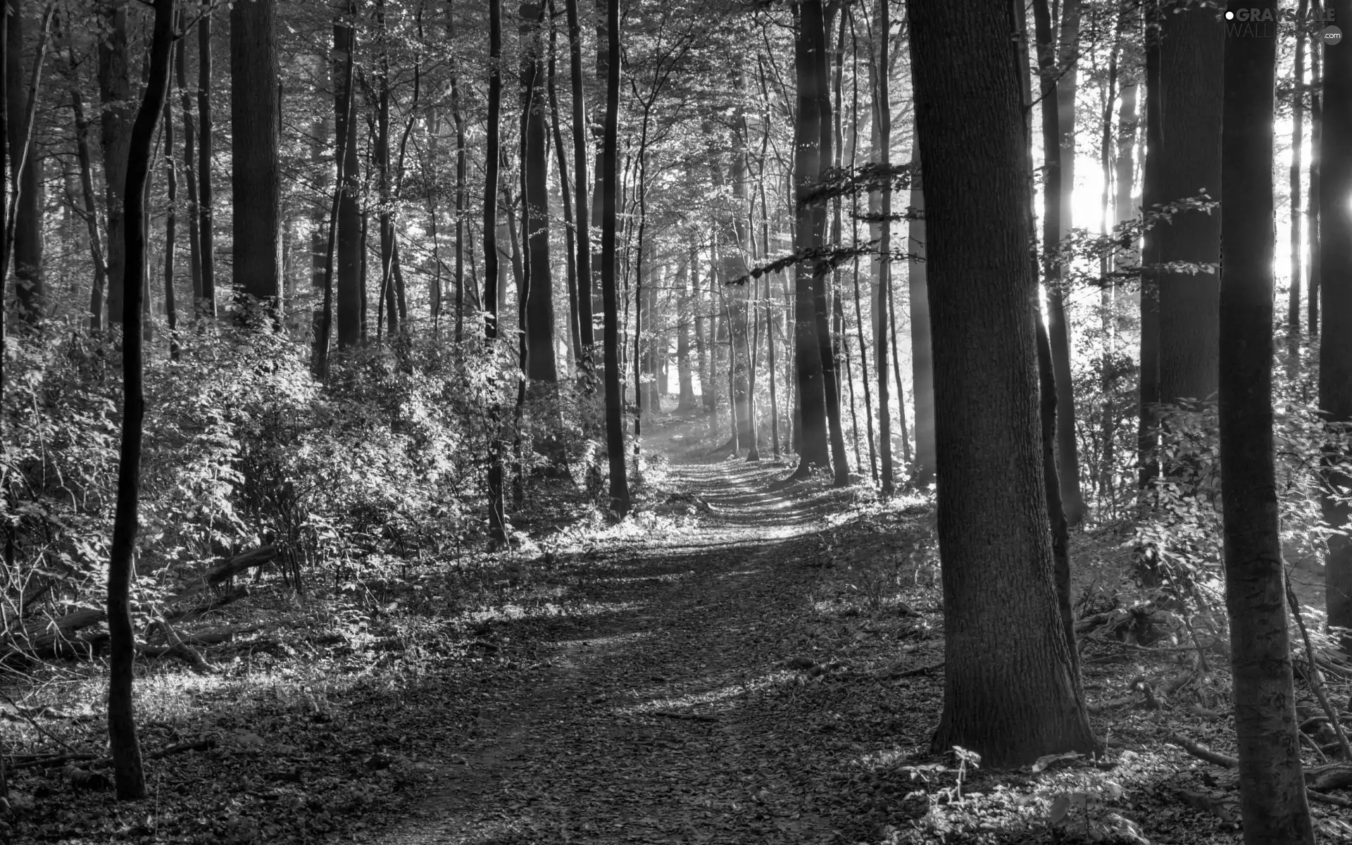 ligh, morning, flash, Przebijające, forest, sun, luminosity