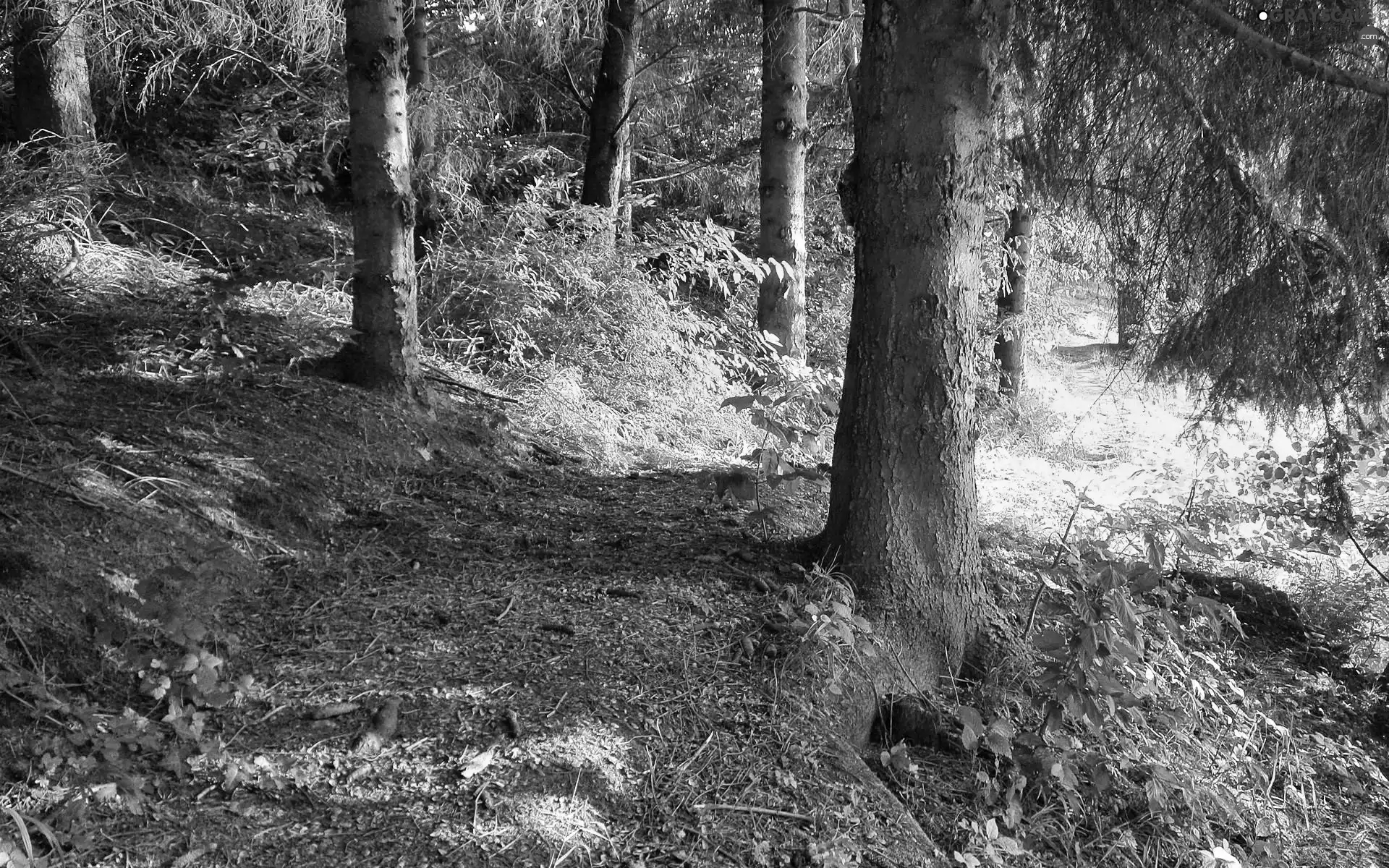 ligh, Path, flash, Przebijające, forest, sun, luminosity