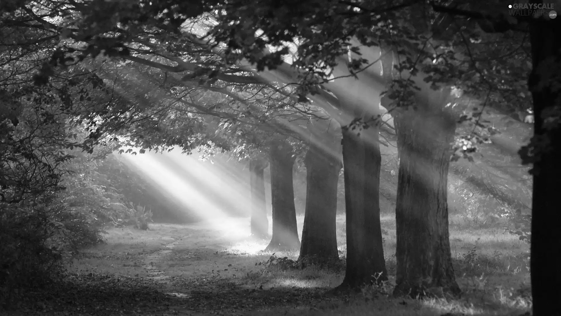 ligh, Path, flash, Przebijające, forest, sun, luminosity