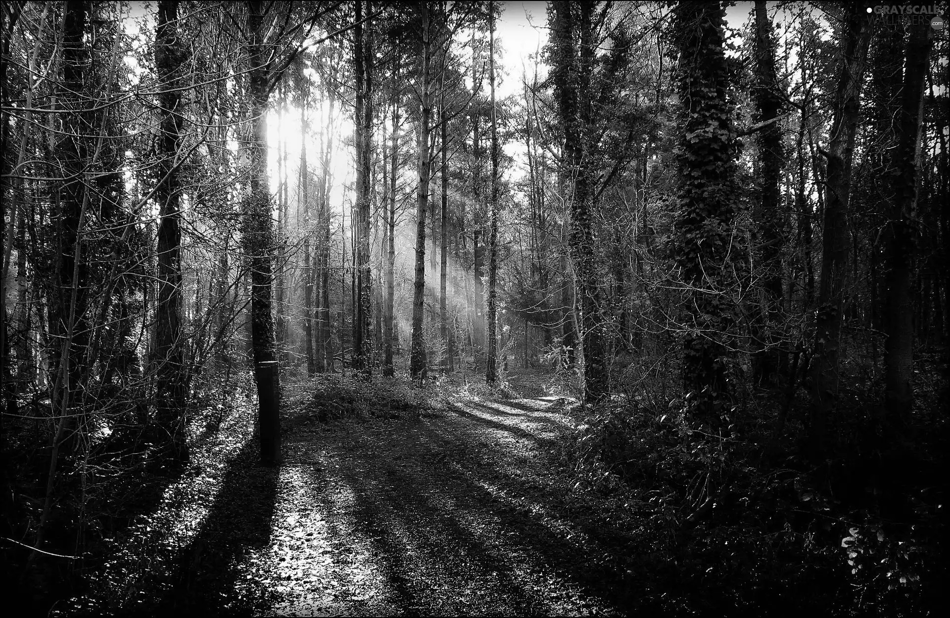 ligh, Way, flash, Przebijające, forest, sun, luminosity