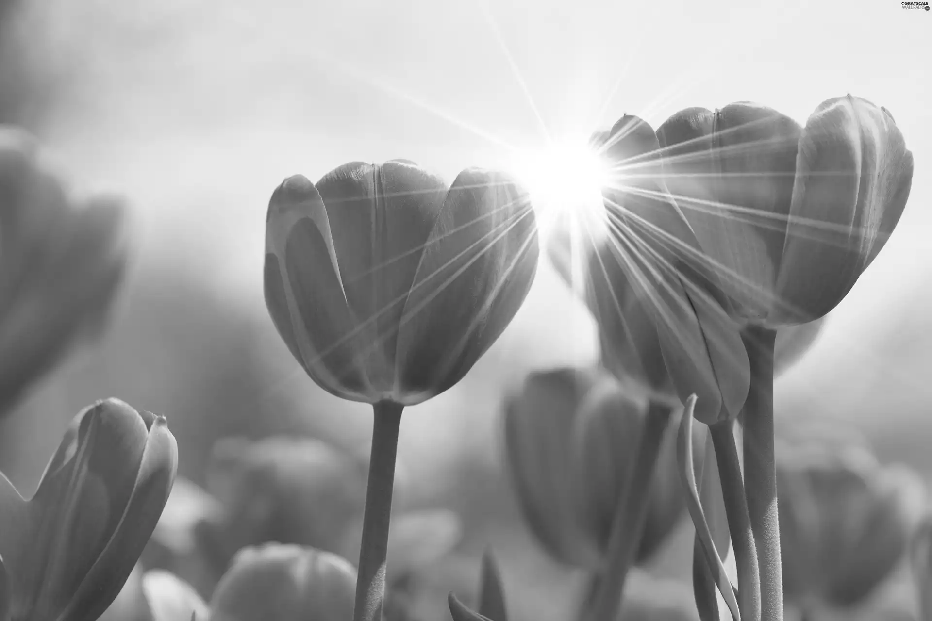 ligh, Tulips, flash, Przebijające, Red, sun, luminosity