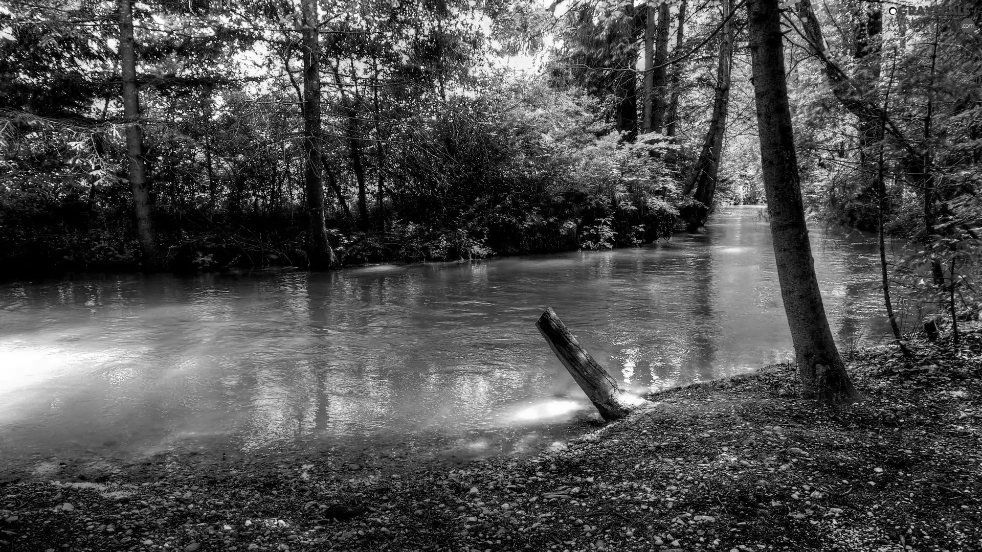 ligh, forest, flash, Przebijające, River, sun, luminosity