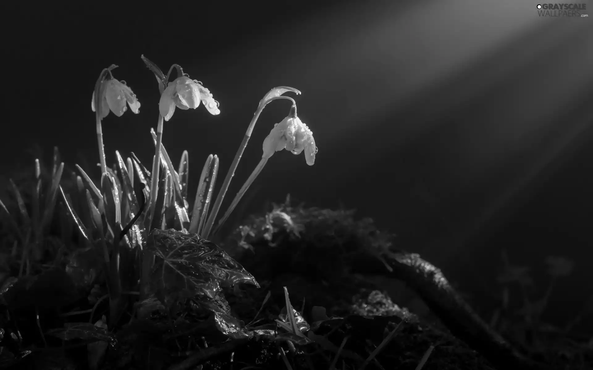 ligh, dew, flash, Przebijające, snowdrops, sun, luminosity
