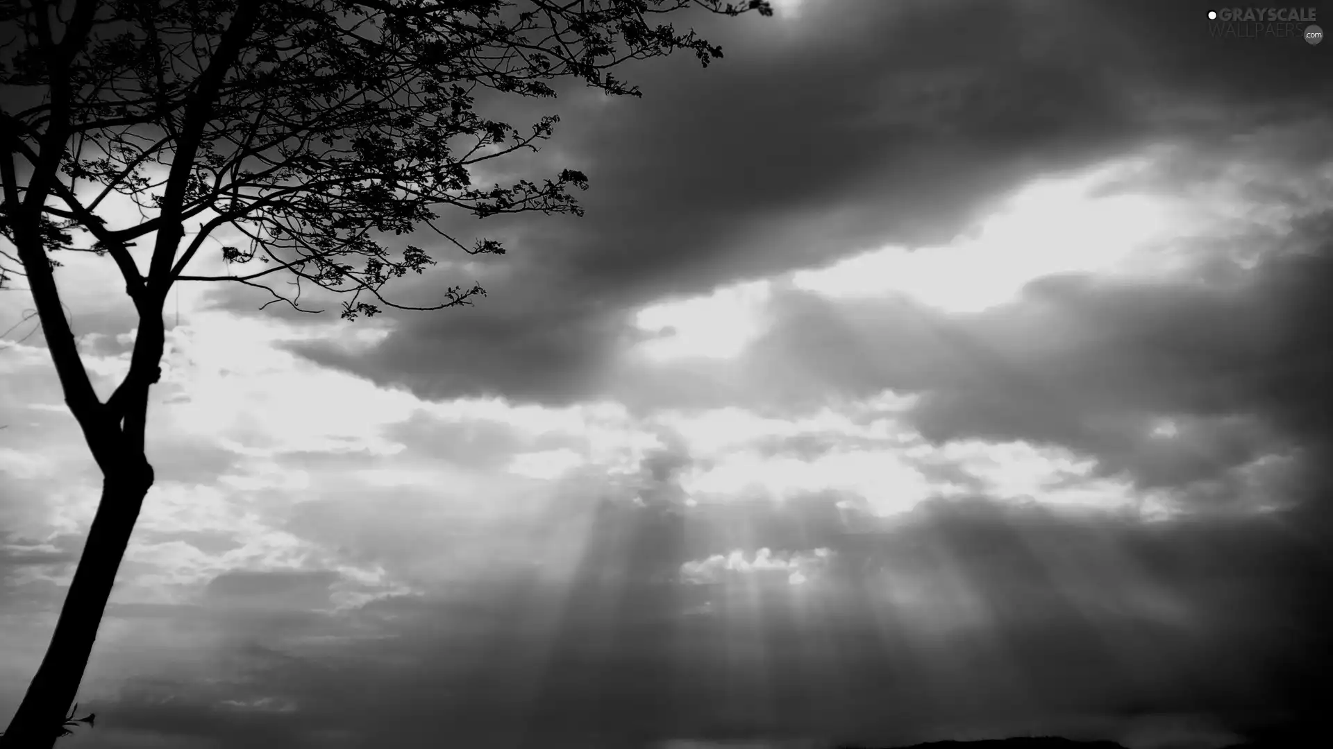 ligh, Sky, flash, Przebijające, trees, sun, luminosity