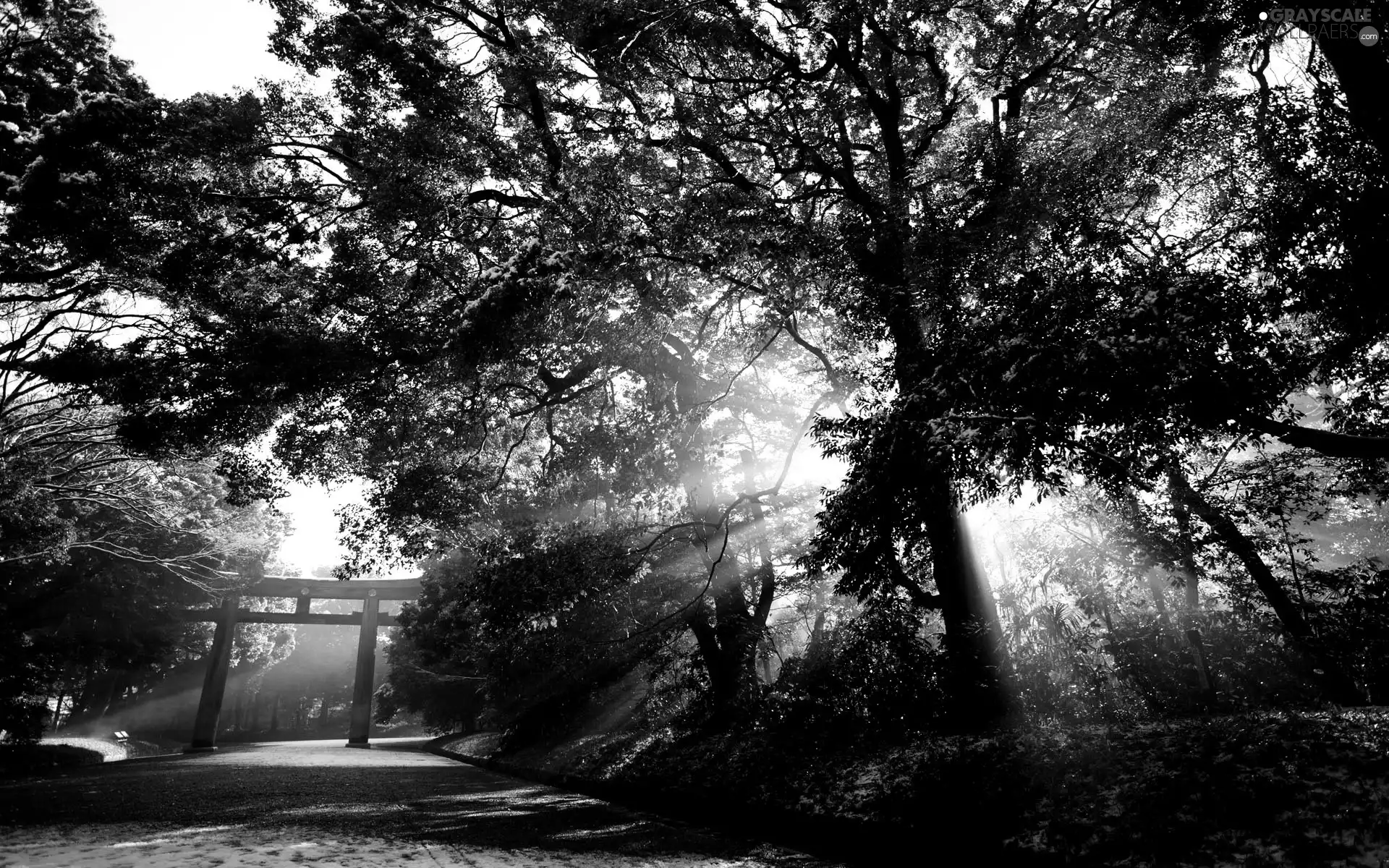 ligh, Way, flash, Przebijające, trees, sun, luminosity