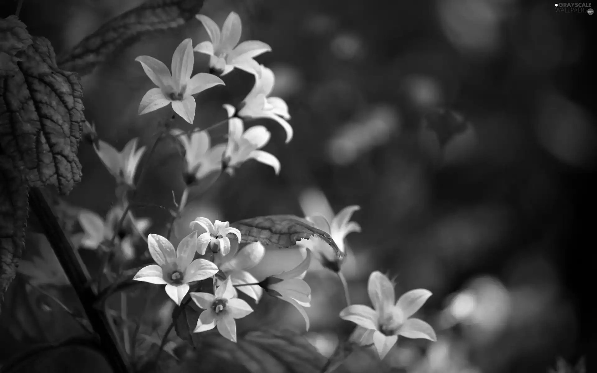 ligh, flowers, flash, Przebijające, White, sun, luminosity