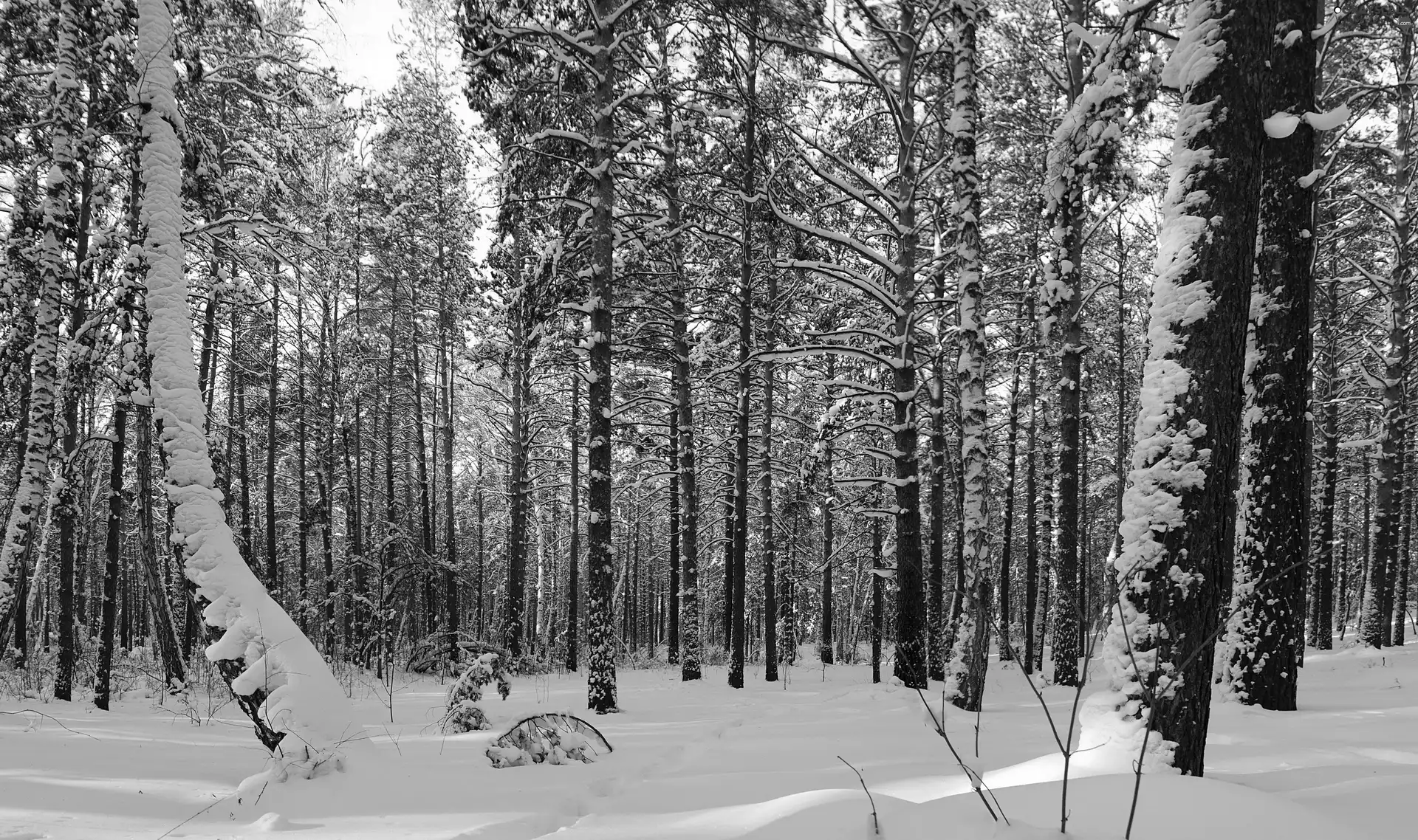 ligh, forest, flash, Przebijające, winter, sun, luminosity