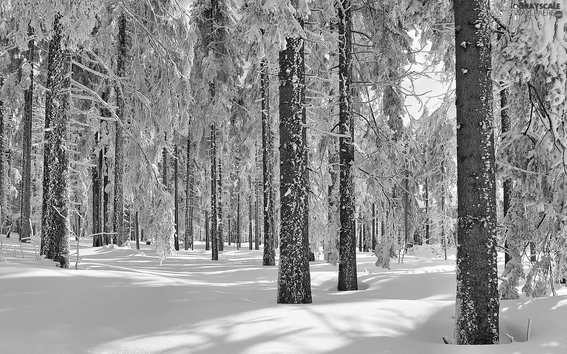 ligh, forest, flash, Przebijające, winter, sun, luminosity