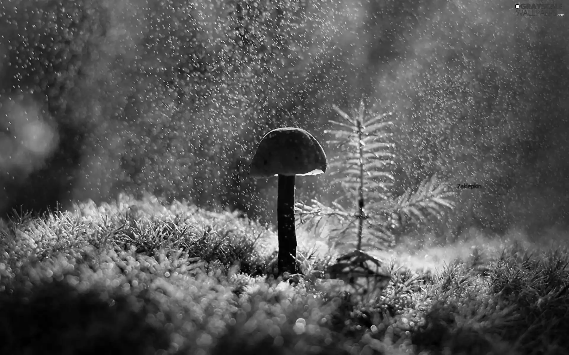 ligh, forest, flash, Rain, Mushrooms, sun, luminosity