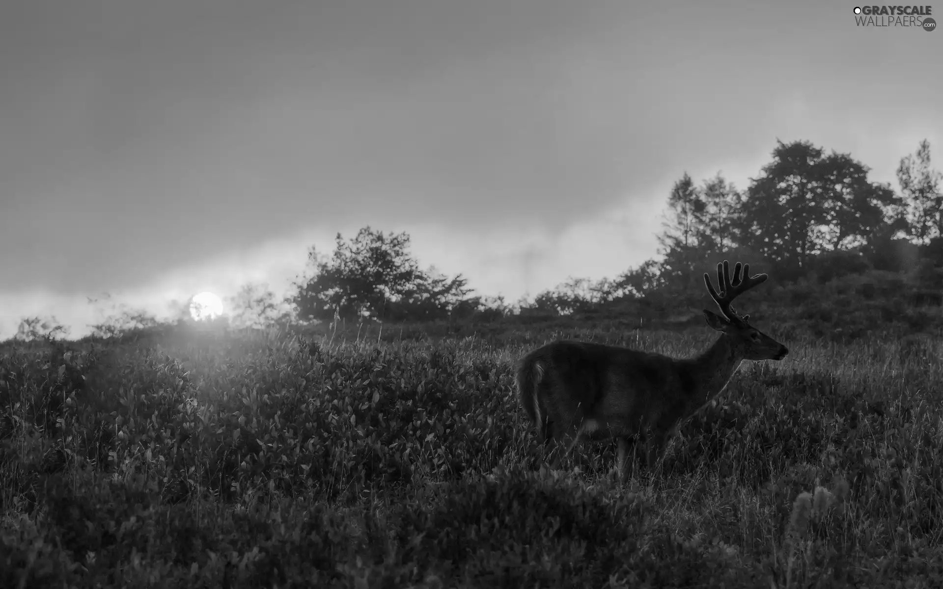 Meadow, west, sun, deer