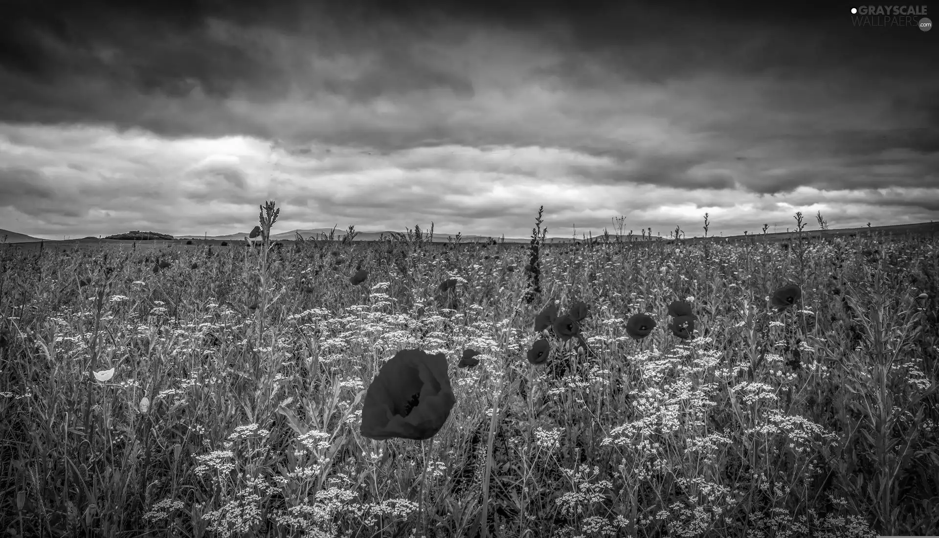 Meadow, west, sun, papavers