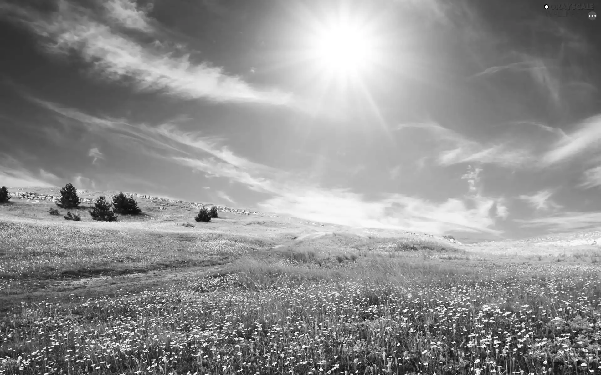 medows, rays, sun, clouds