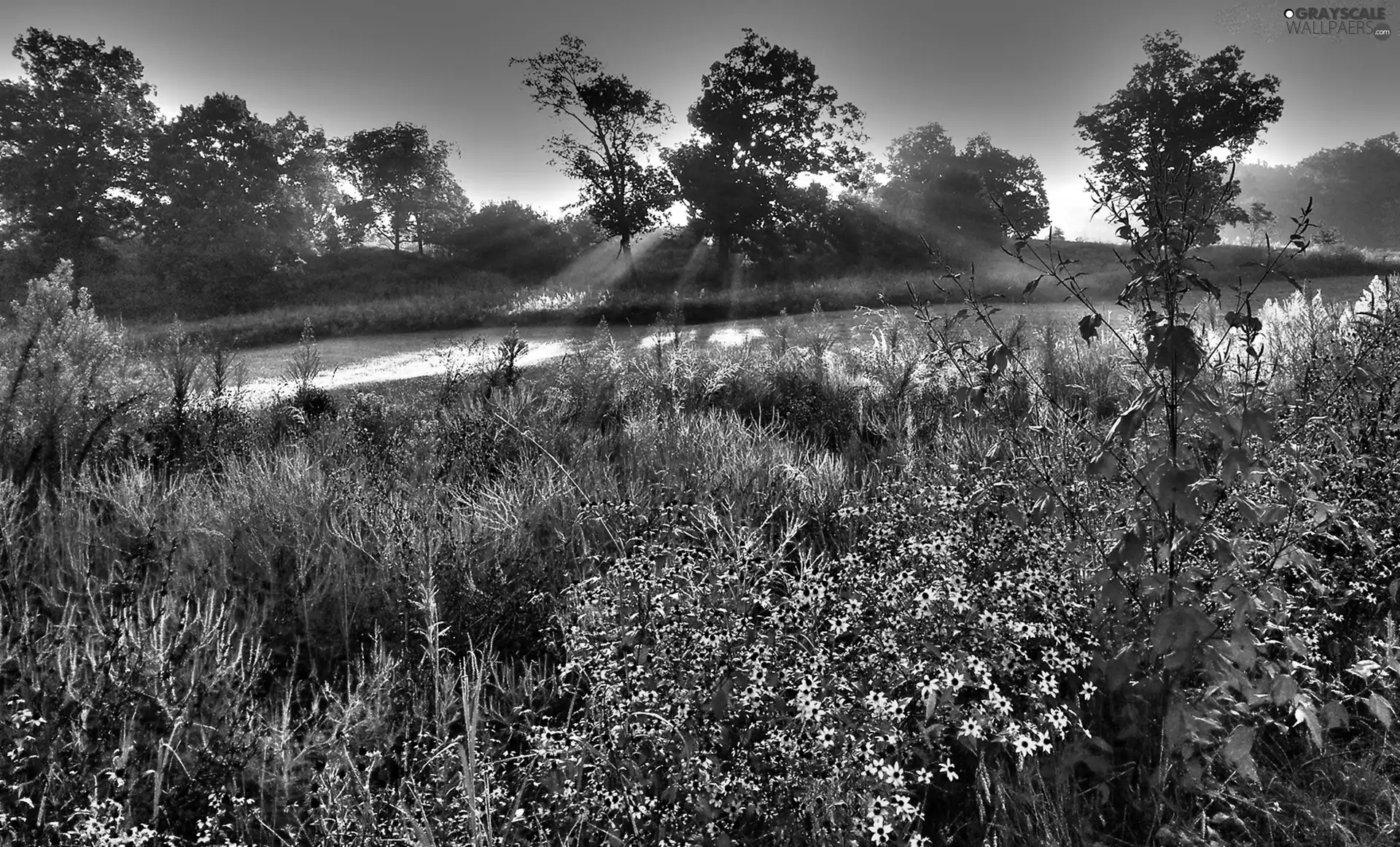 sun, morning, Flowers, rays, Meadow