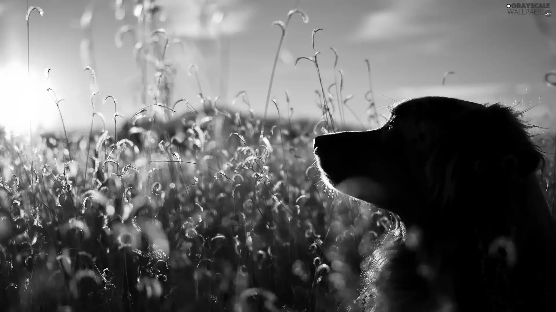 Meadow, sun, muzzle, Plants, dog