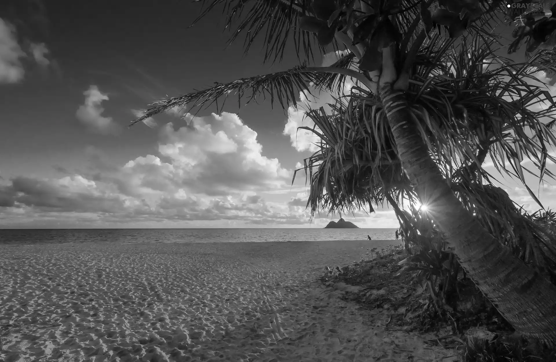 sun, Beaches, Palms