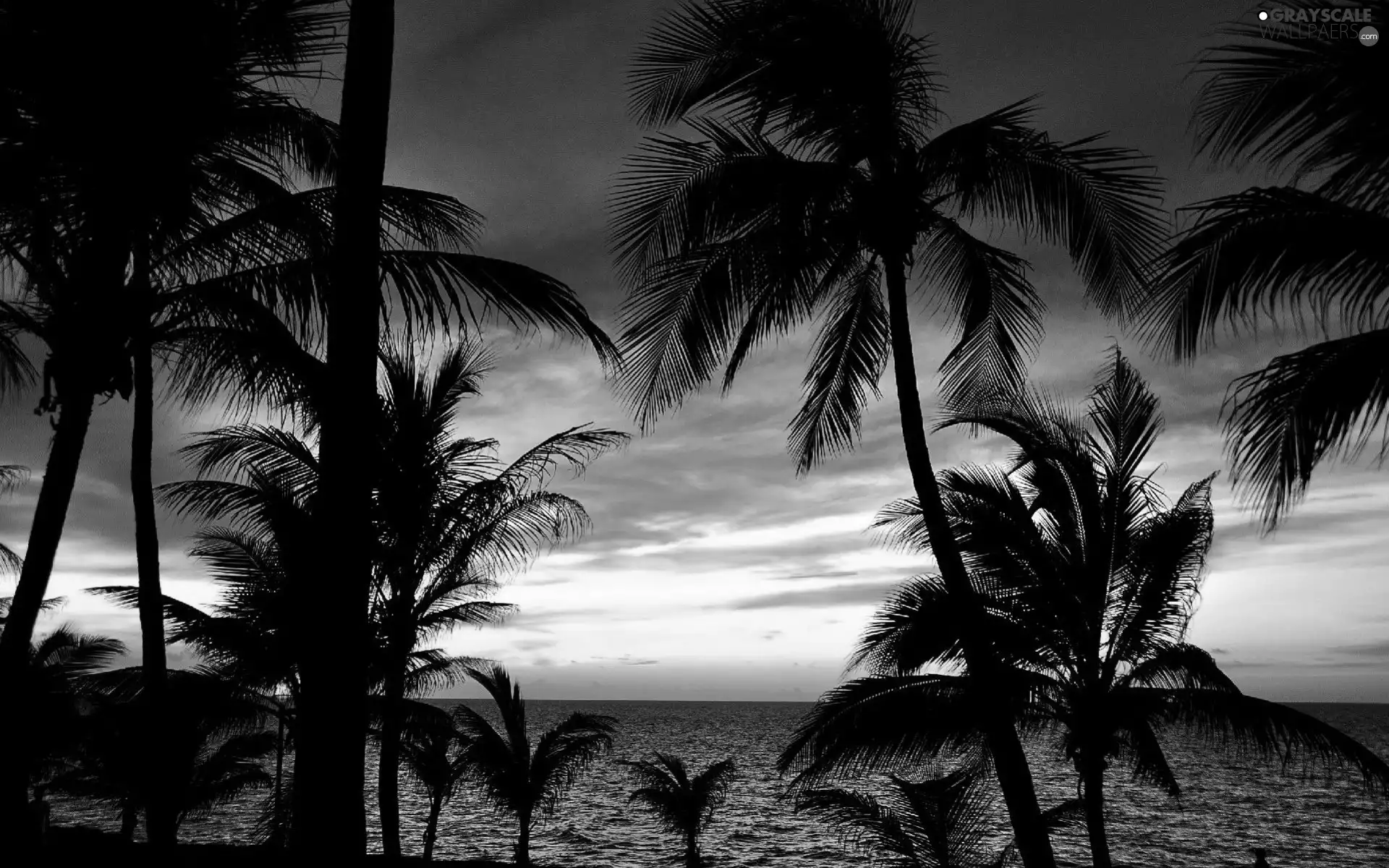 Palms, west, sun, sea