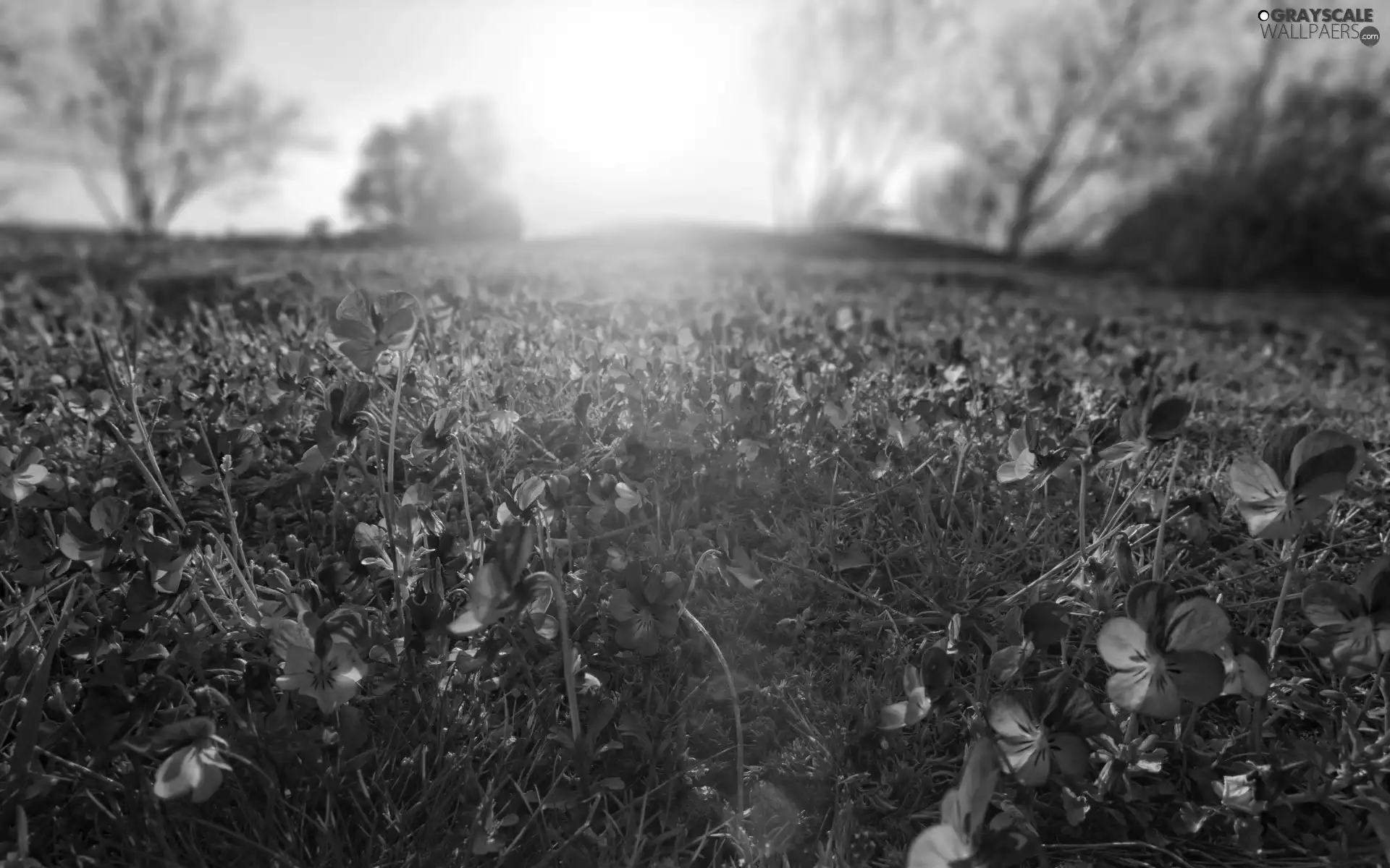 sun, Meadow, pansies