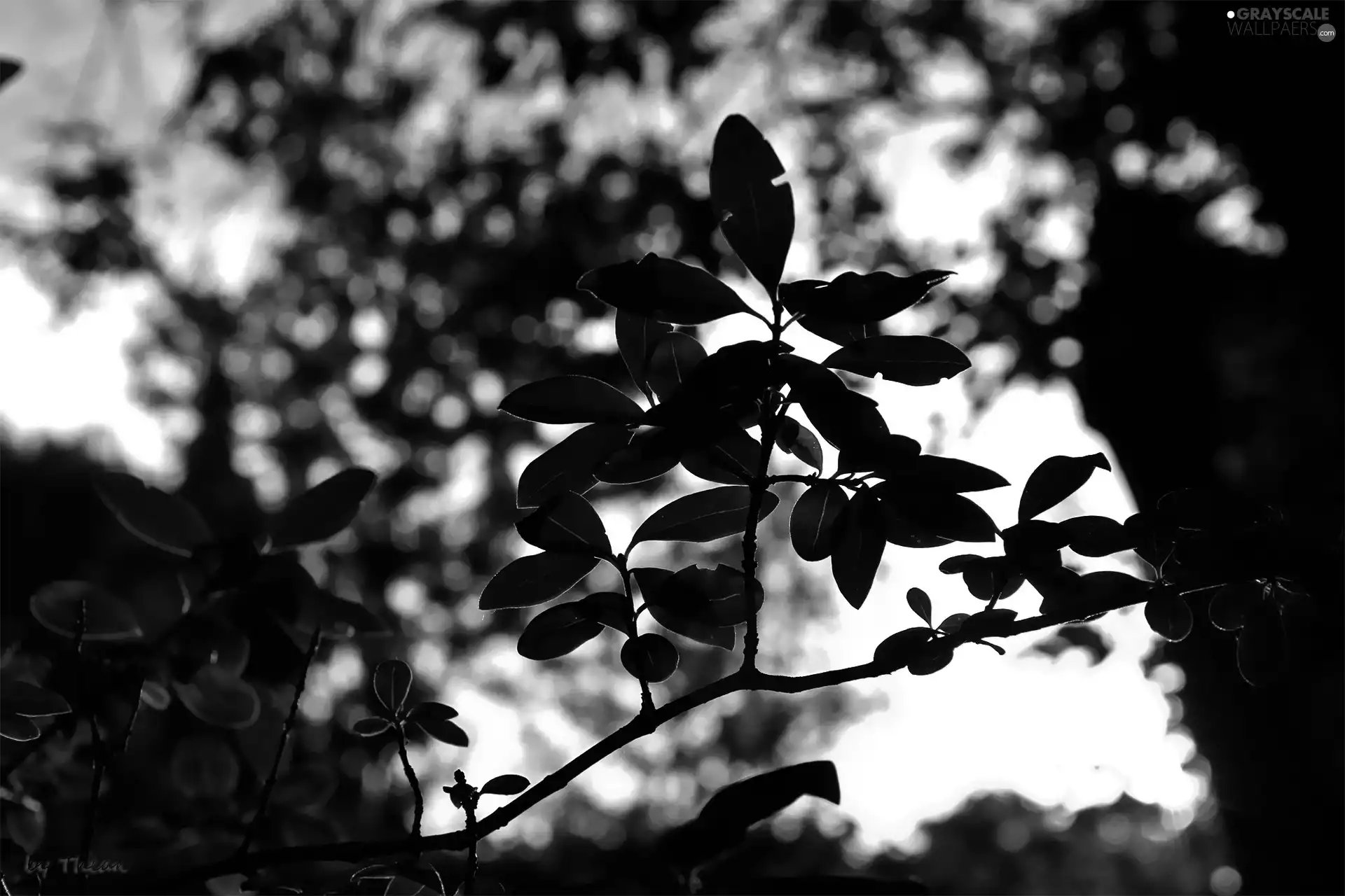 branch pics, west, sun