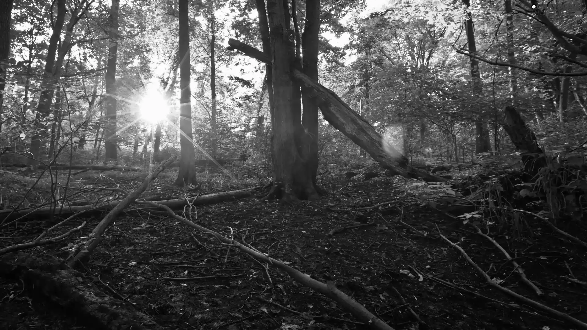 ligh, branch pics, flash, Przebijające, forest, sun, luminosity
