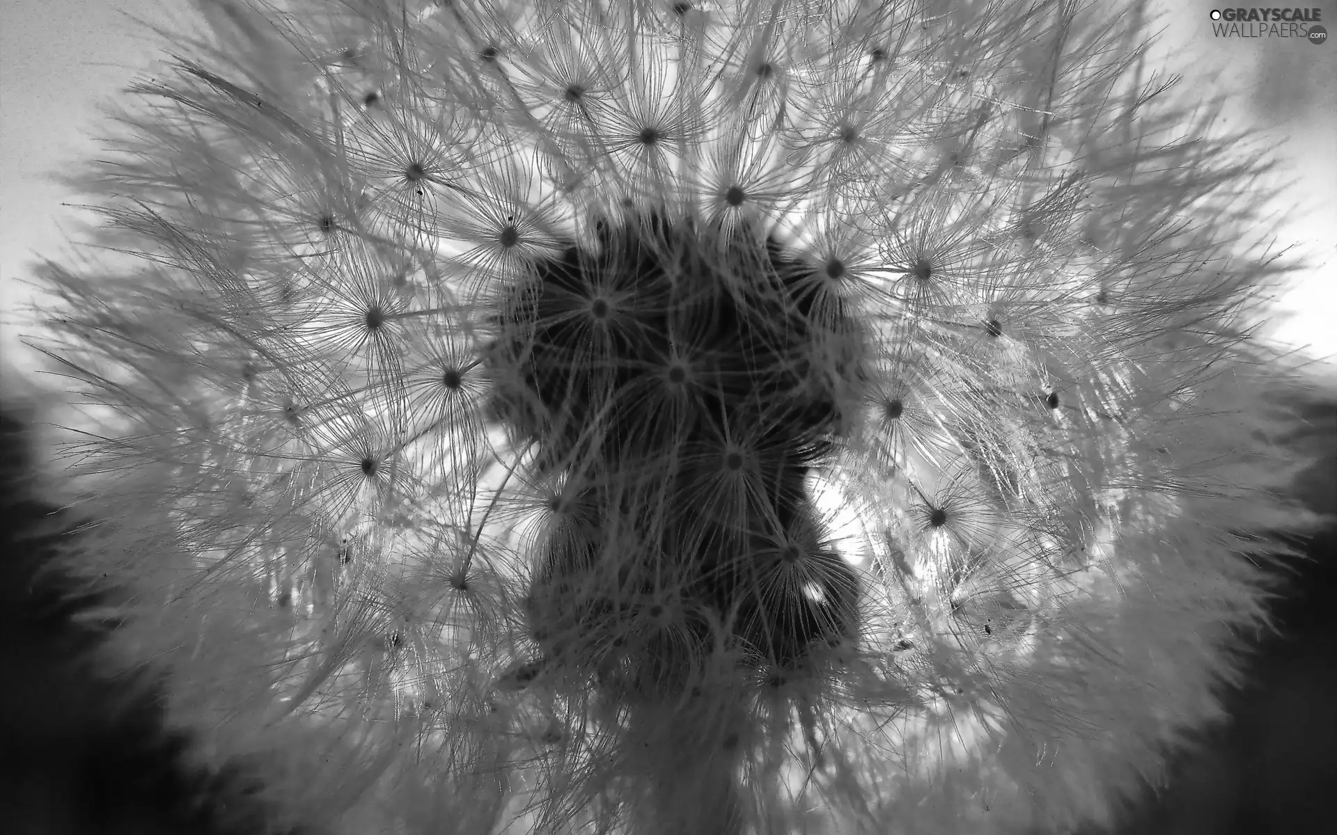puffball, Przebijające, sun, dandelion