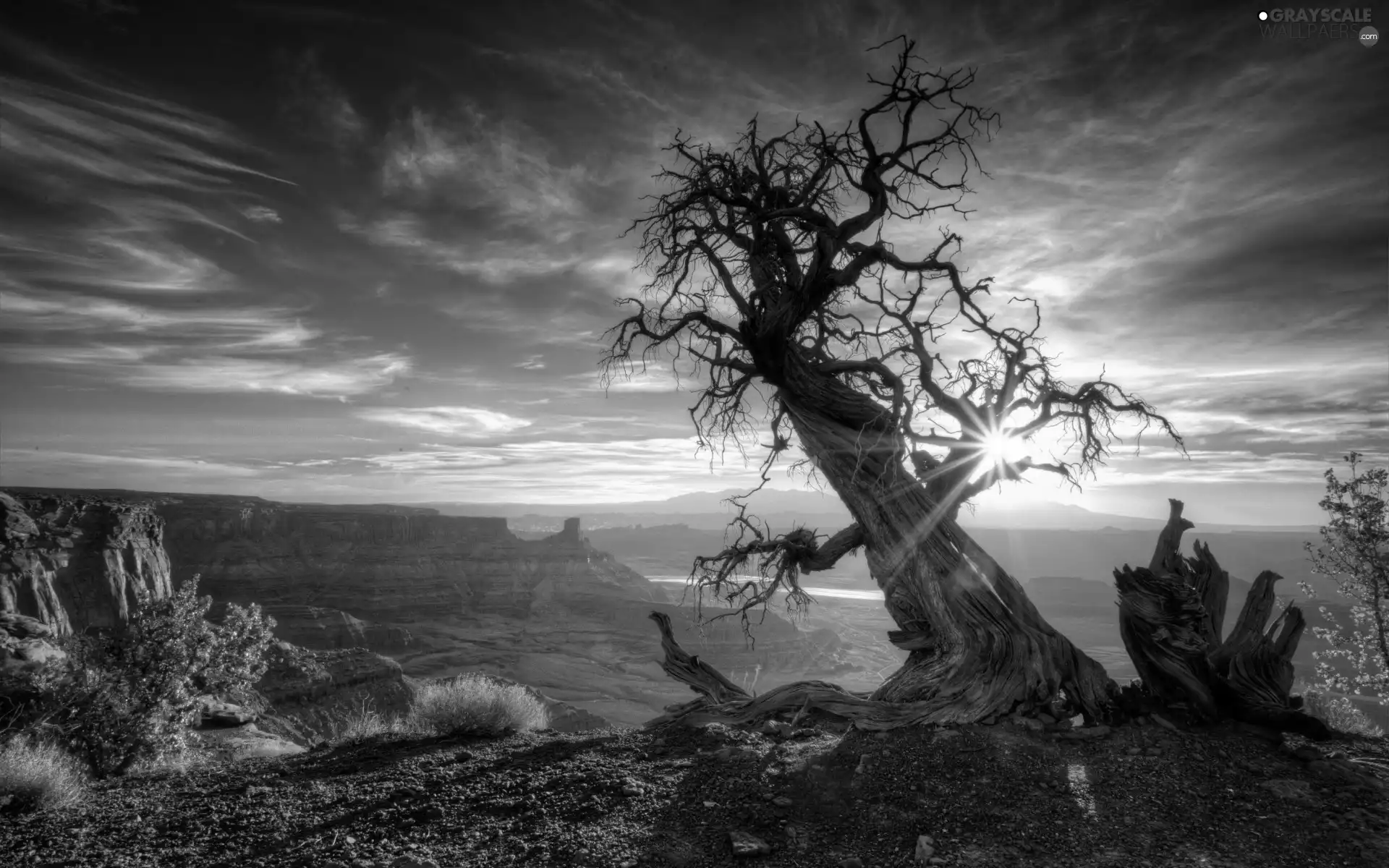 sun, rays, trees, west, canyon