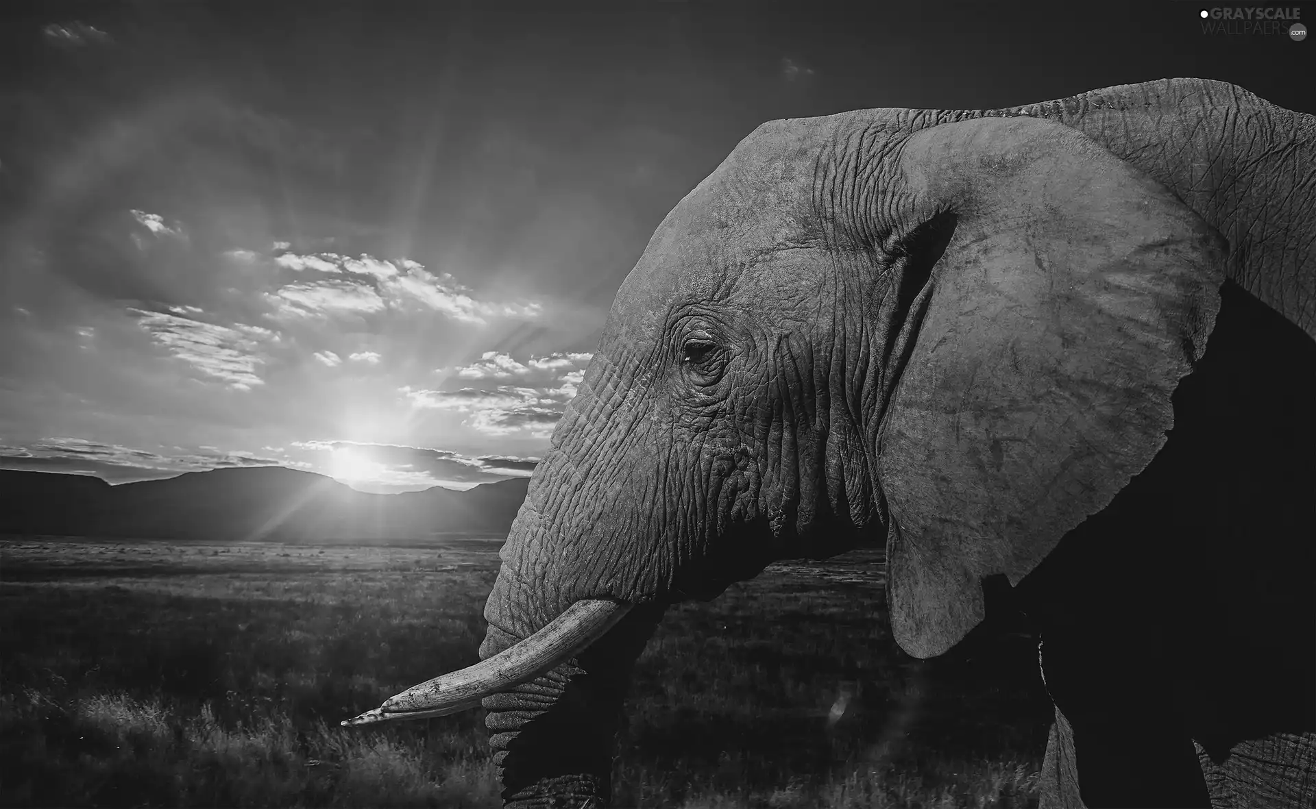 sun, Elephant, rays