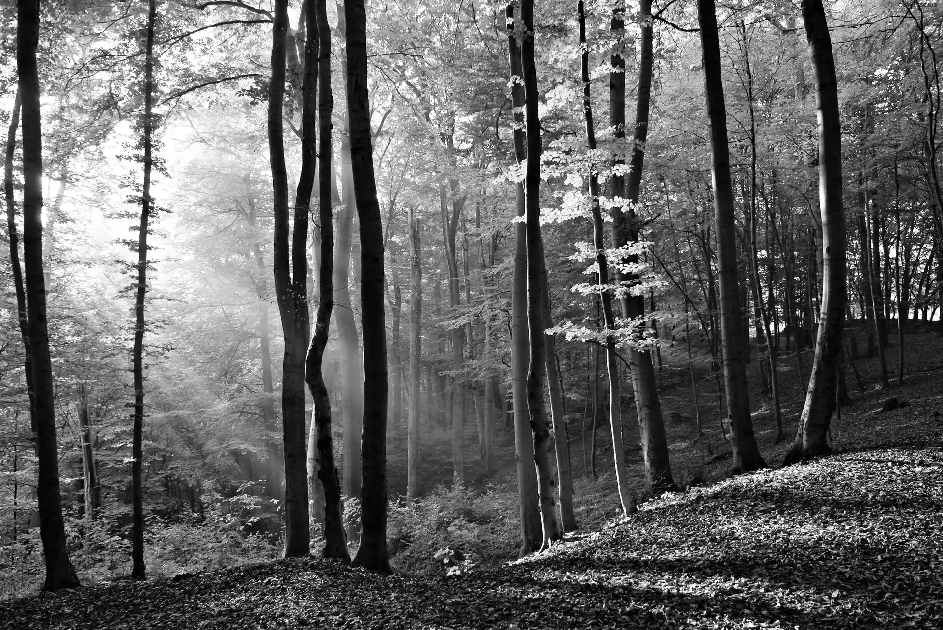 sun, forest, rays