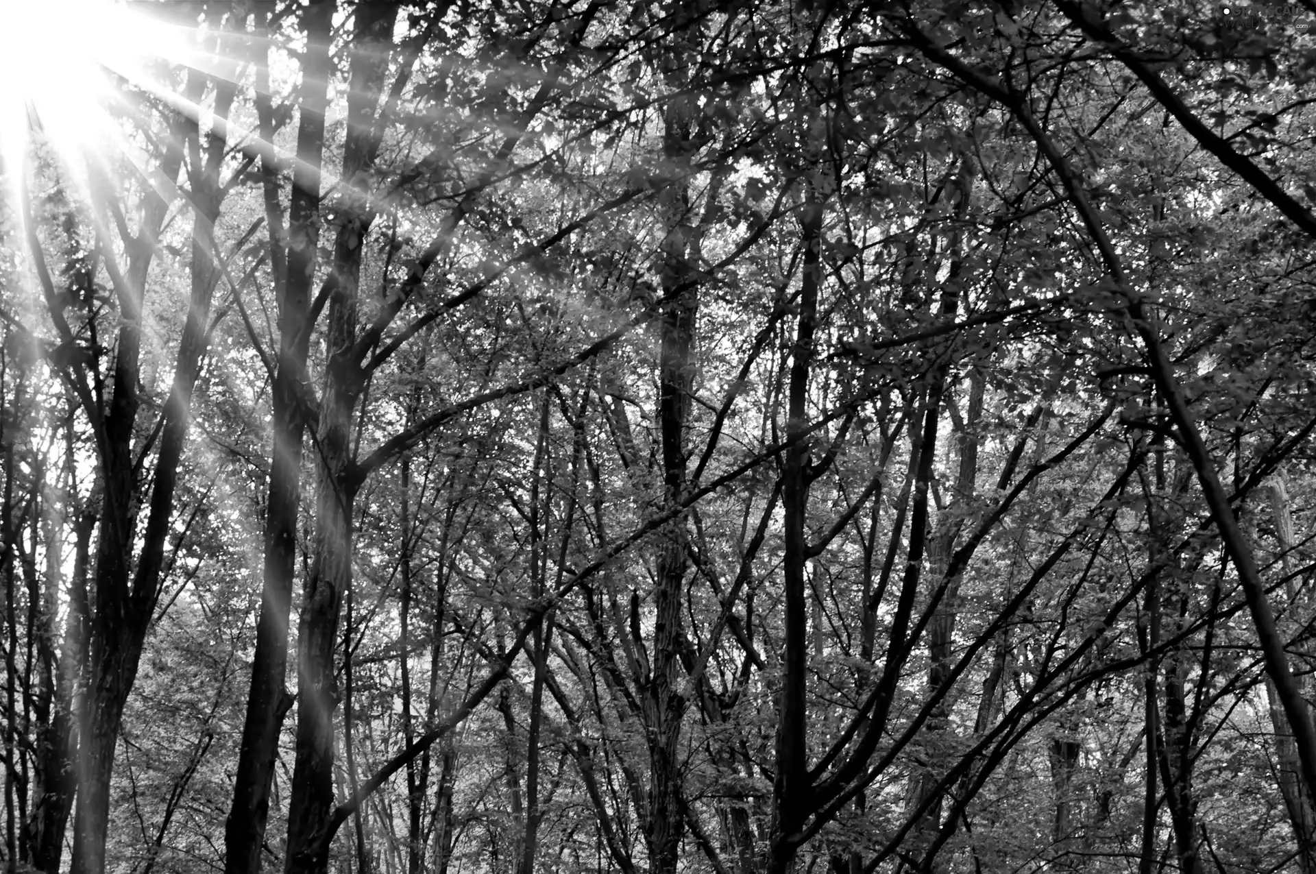 sun, forest, rays