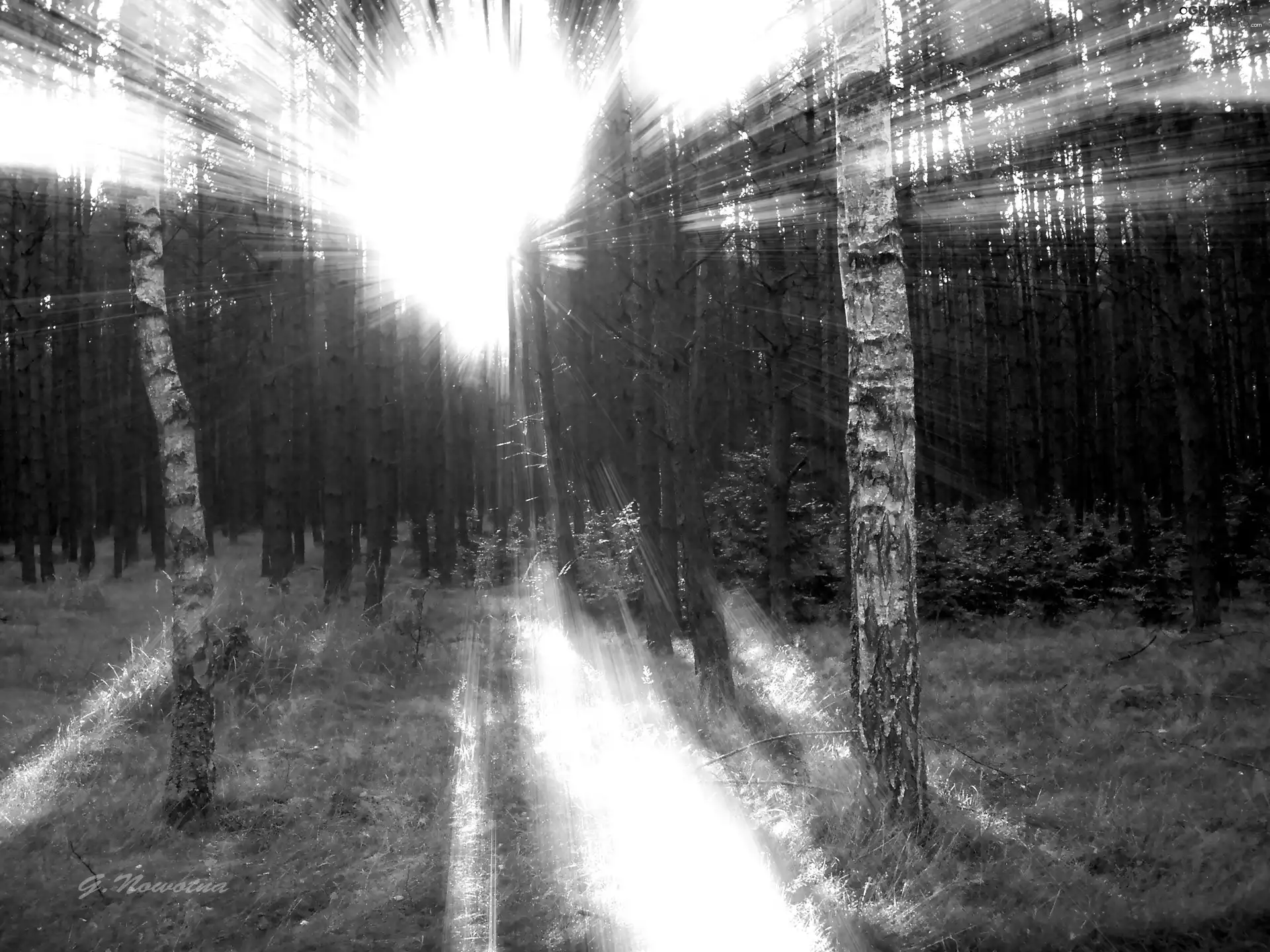 sun, forest, rays