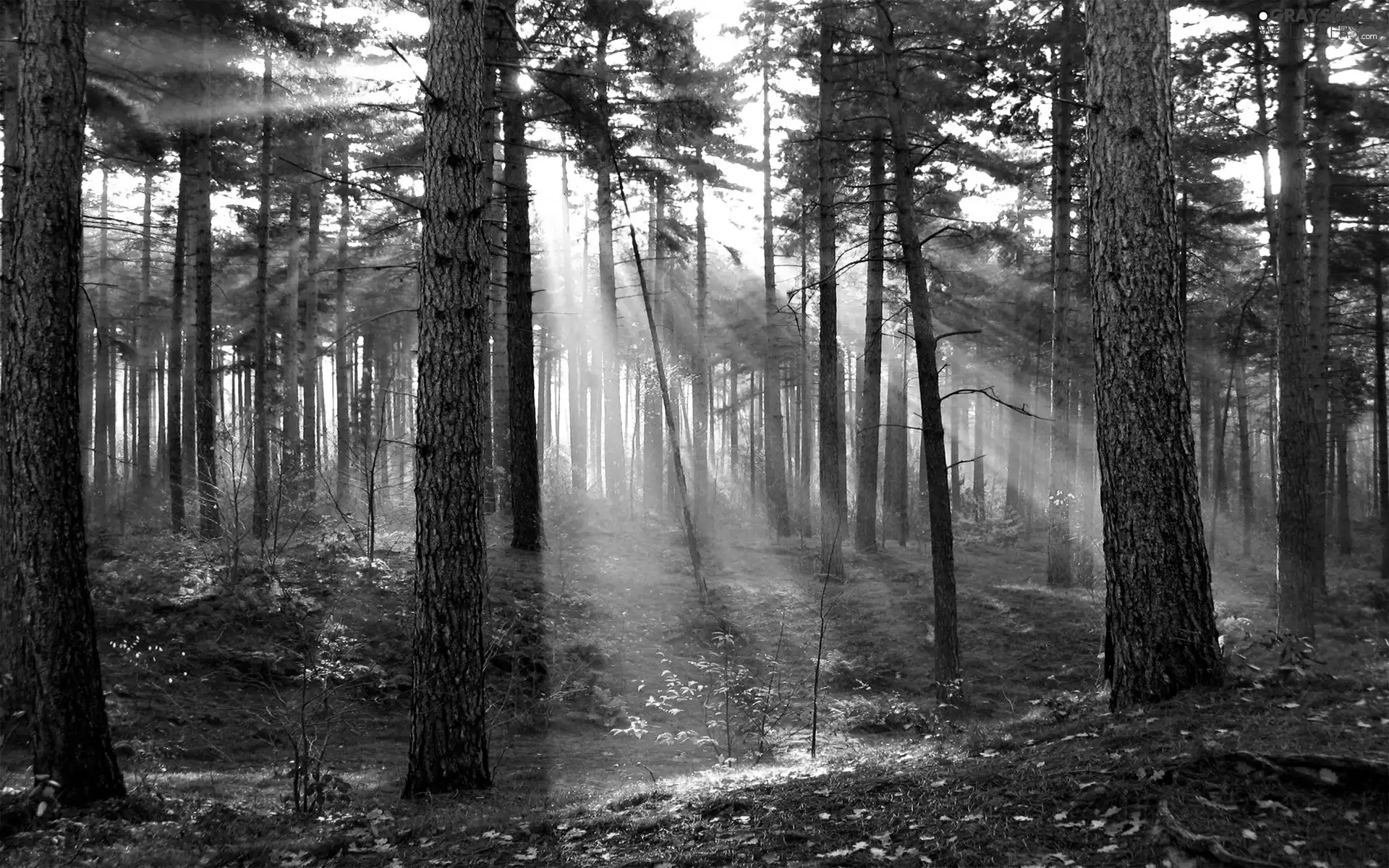 sun, forest, rays