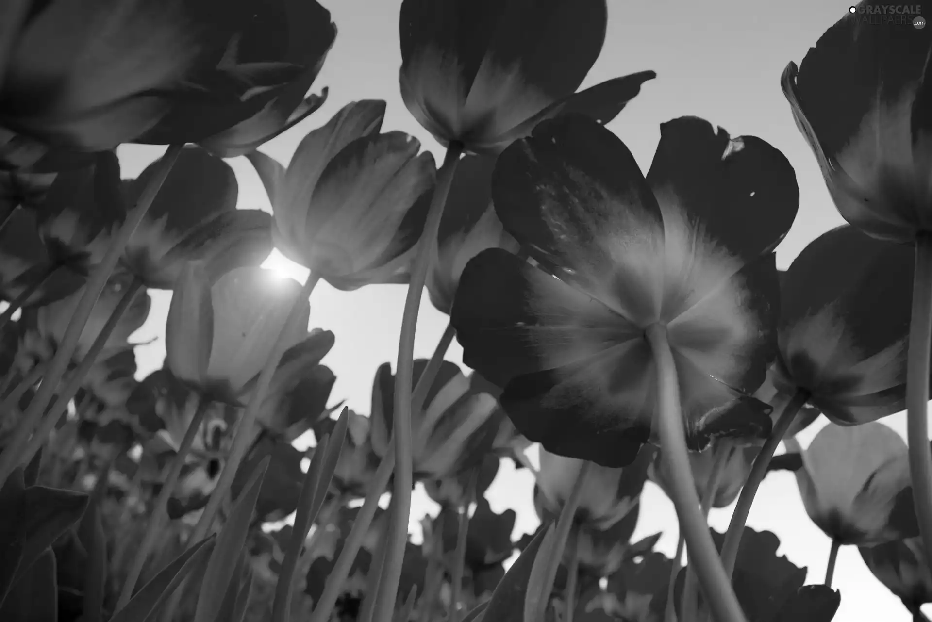 sun, Tulips, rays