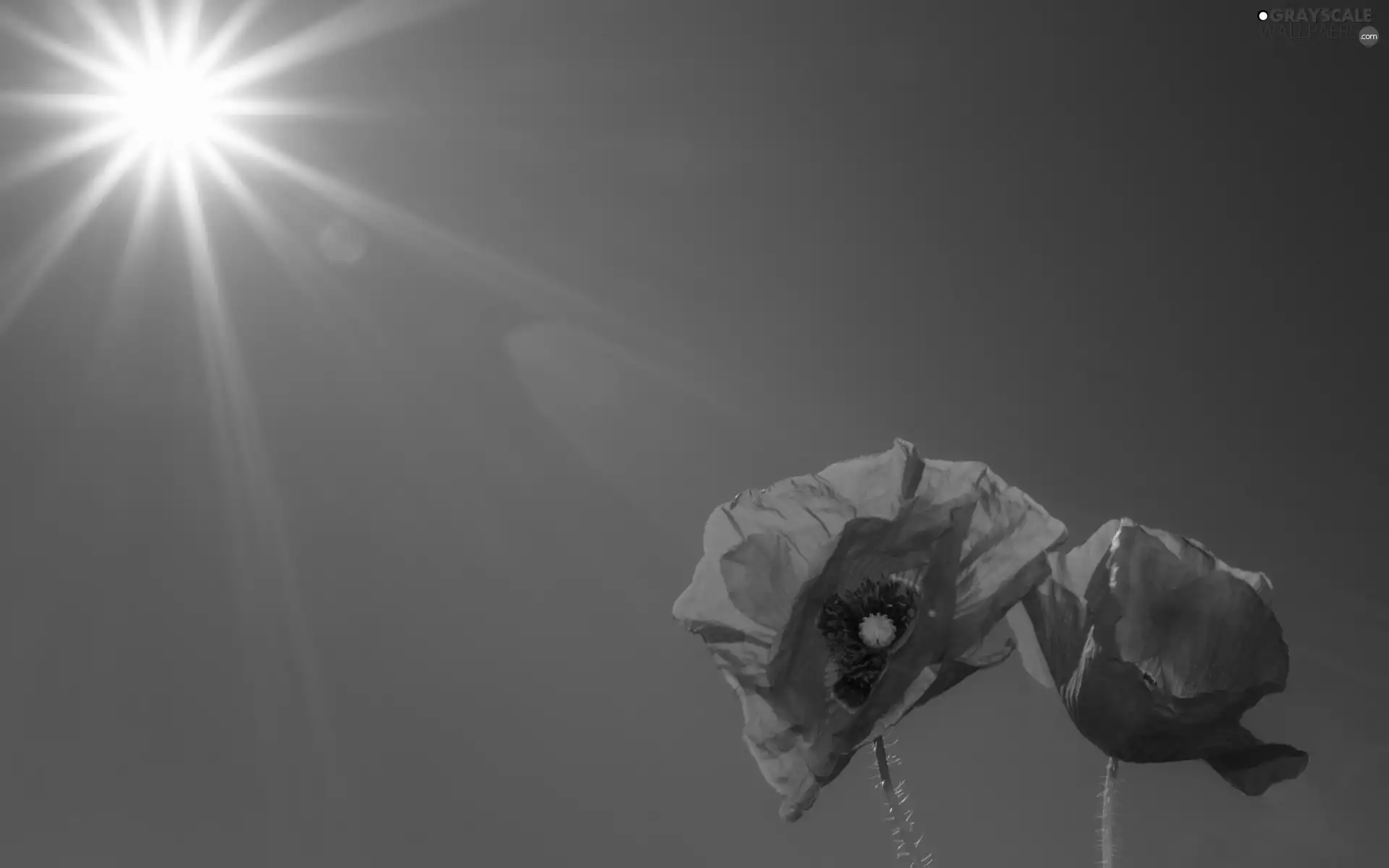 Red, rays, sun, papavers