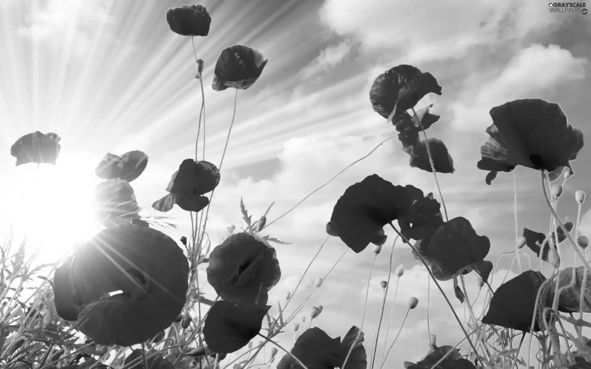 Red, rays, sun, papavers