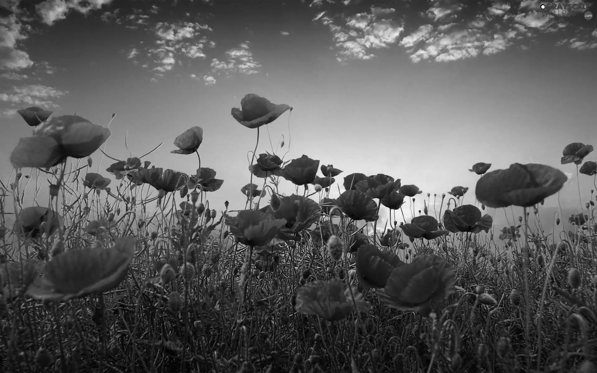 Red, west, sun, papavers