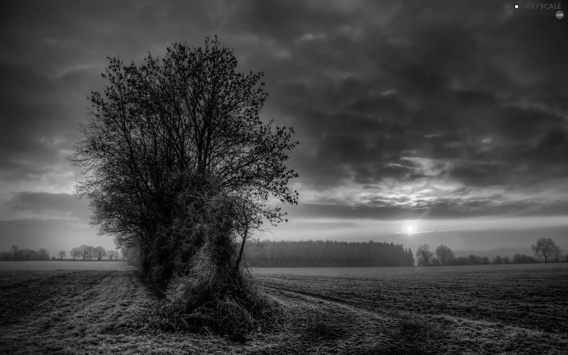 Field, trees, sun, rime, west, viewes